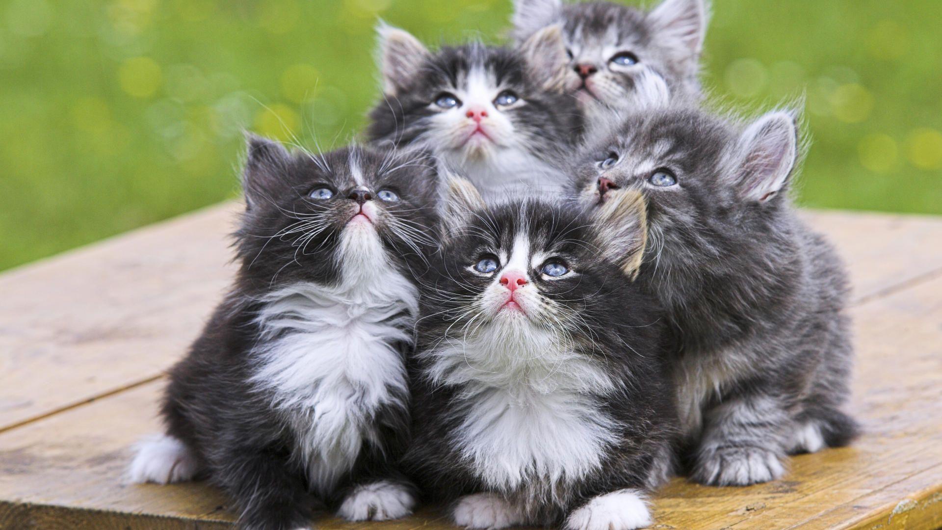 1920x1080 hình nền mèo dễ thương hình nền mèo con - Tải xuống HD cute