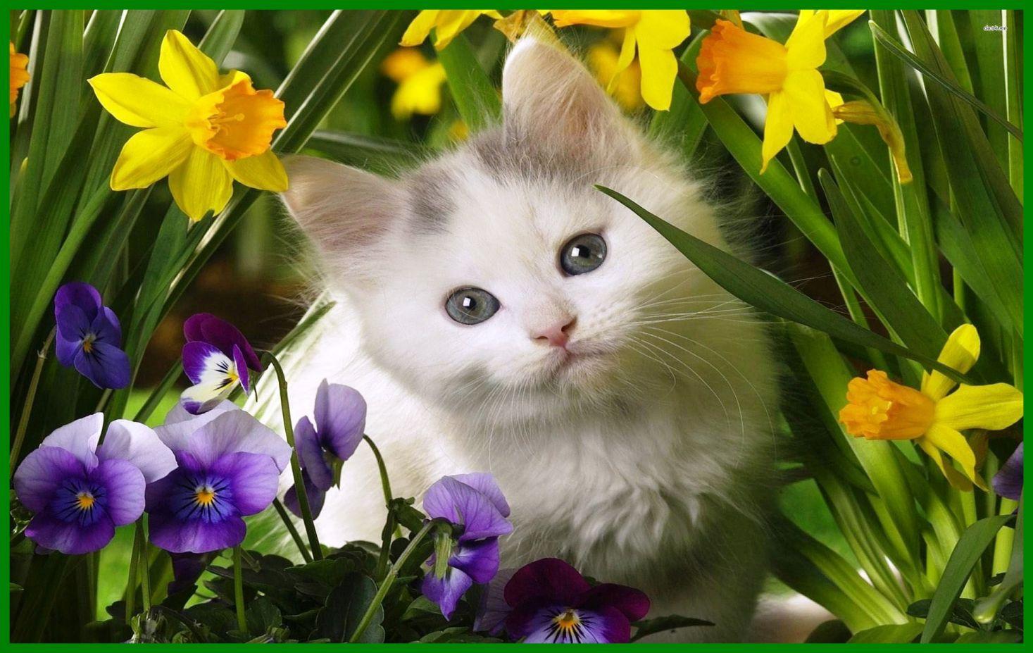 Cute Cats And Kittens Wallpapers Top Free Cute Cats And Kittens Backgrounds Wallpaperaccess