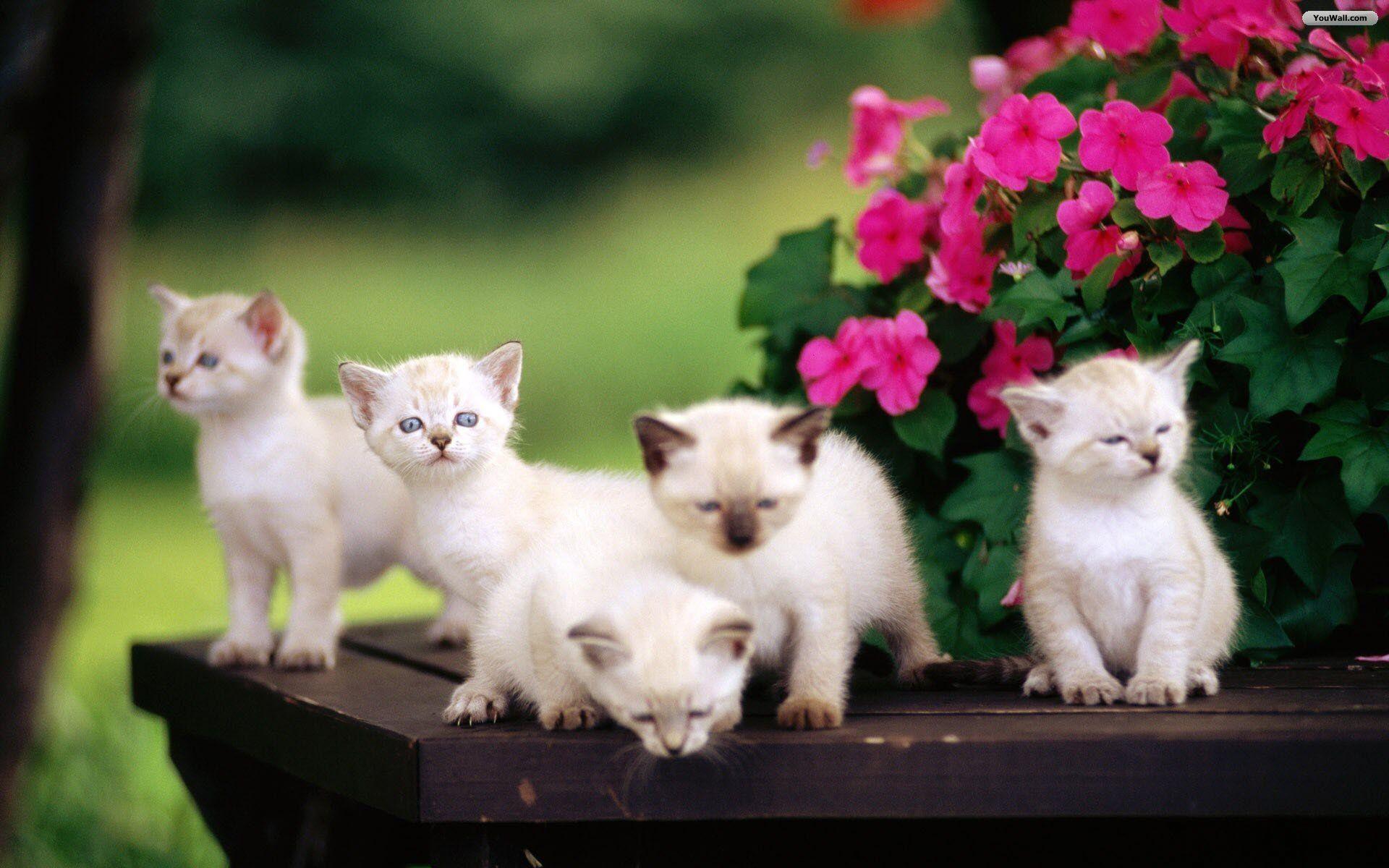 1920x1200 Hình nền những chú mèo và mèo con dễ thương