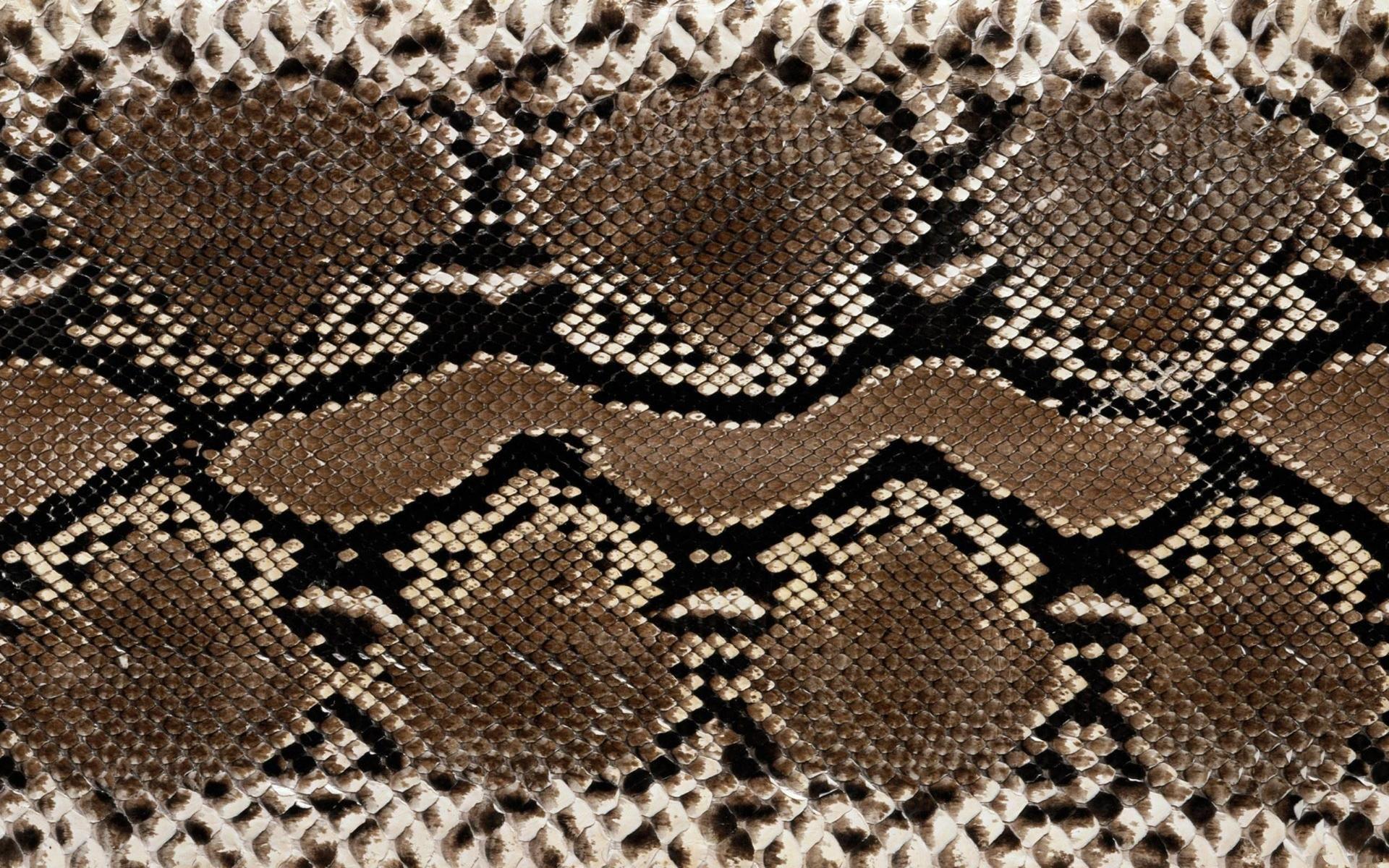 1920x1200 leather snakes, download background, texture, skin snakes, snake wallpaper. Snake wallpaper, Stuffed animal patterns, Animal print wallpaper