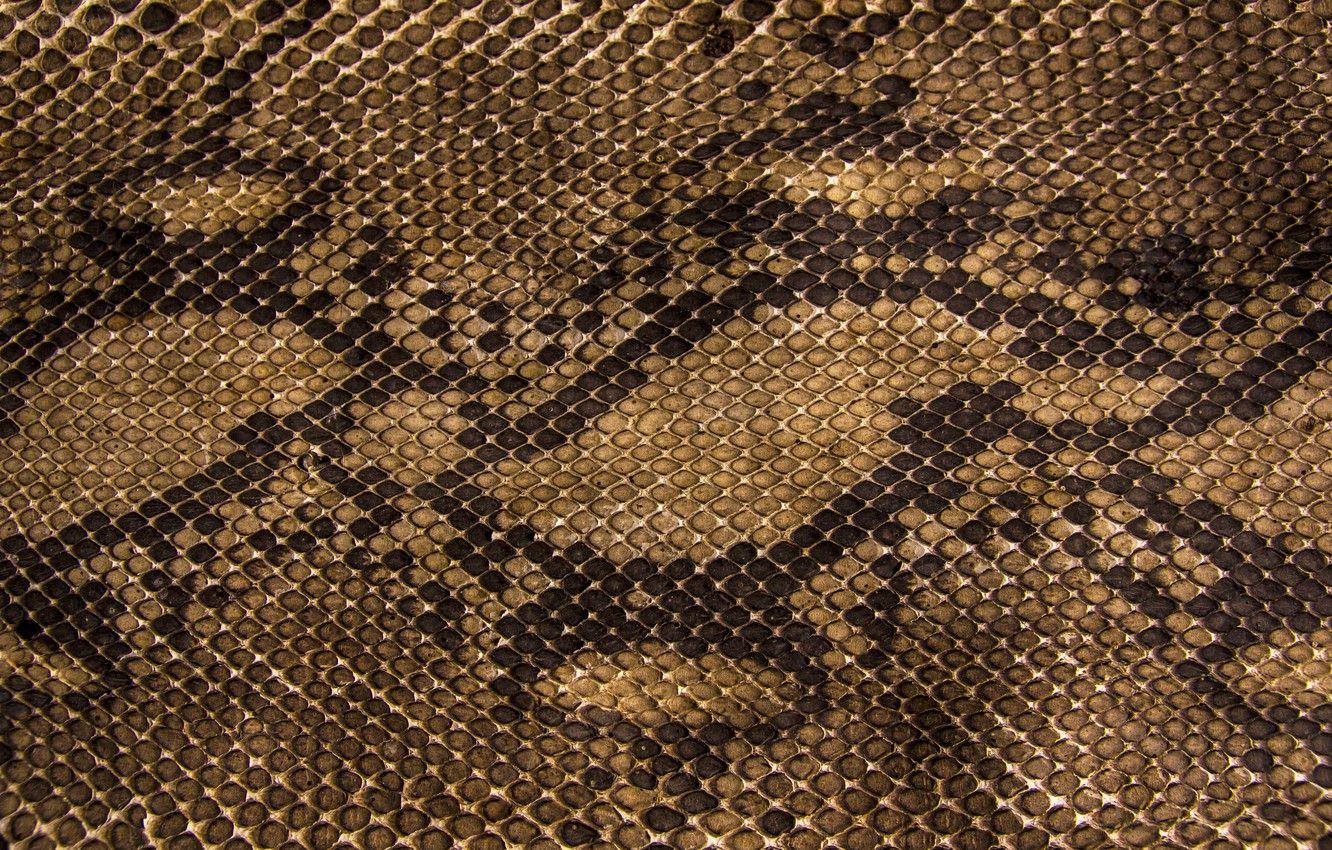 1332x850 Wallpaper snakes, texture, scales, leather image for desktop, section текстуры