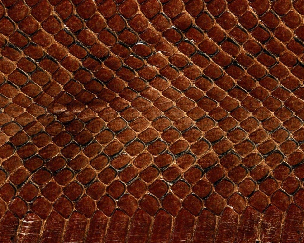 1280x1024 creature ref. Snake wallpaper, HD textures, Textured wallpaper