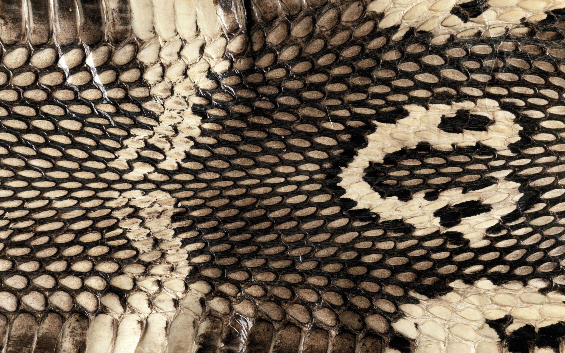 1920x1200 Reptile Skin Wallpaper