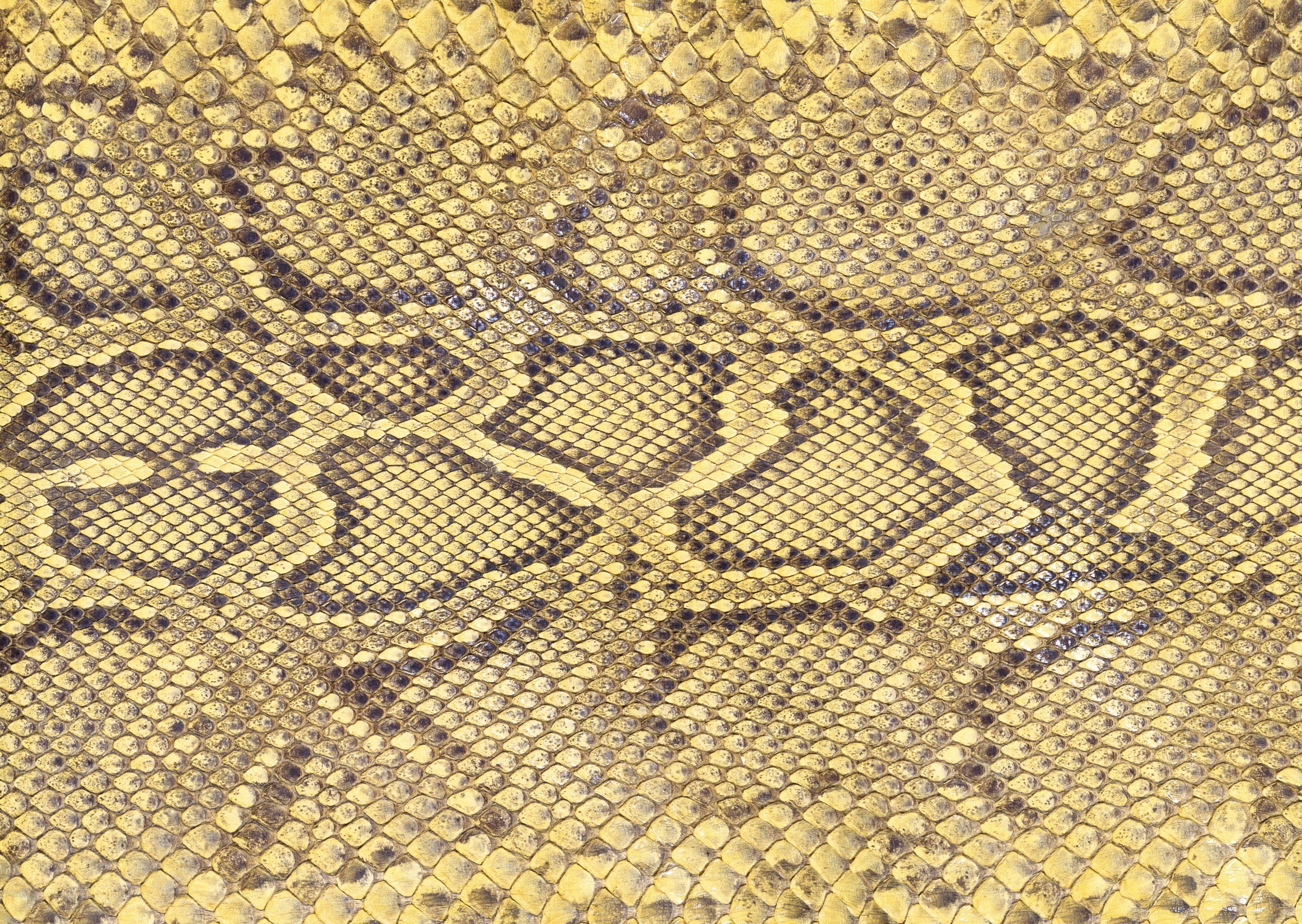 Snake Leather Wallpapers - Top Free Snake Leather Backgrounds ...