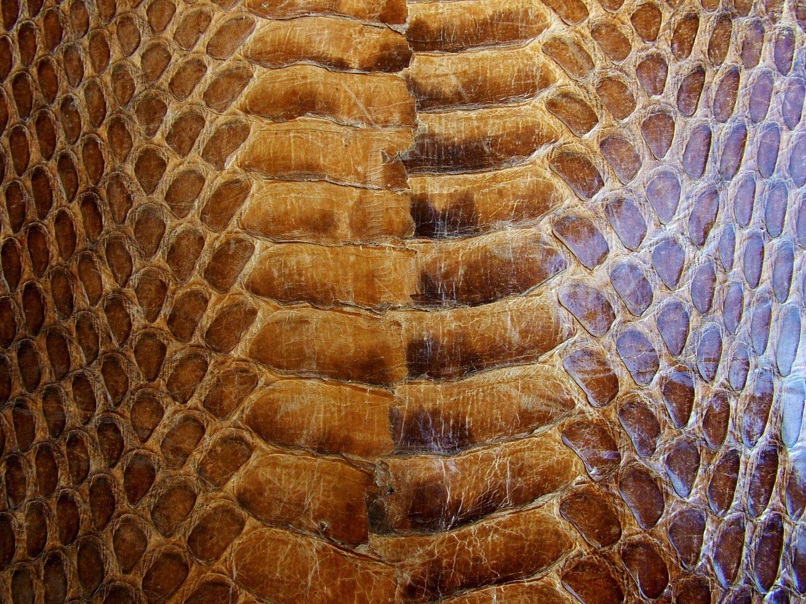 Snake Leather Wallpapers Top Free Snake Leather Backgrounds