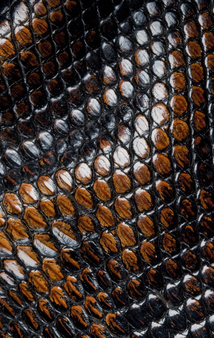 811x1280 snake wallpaper