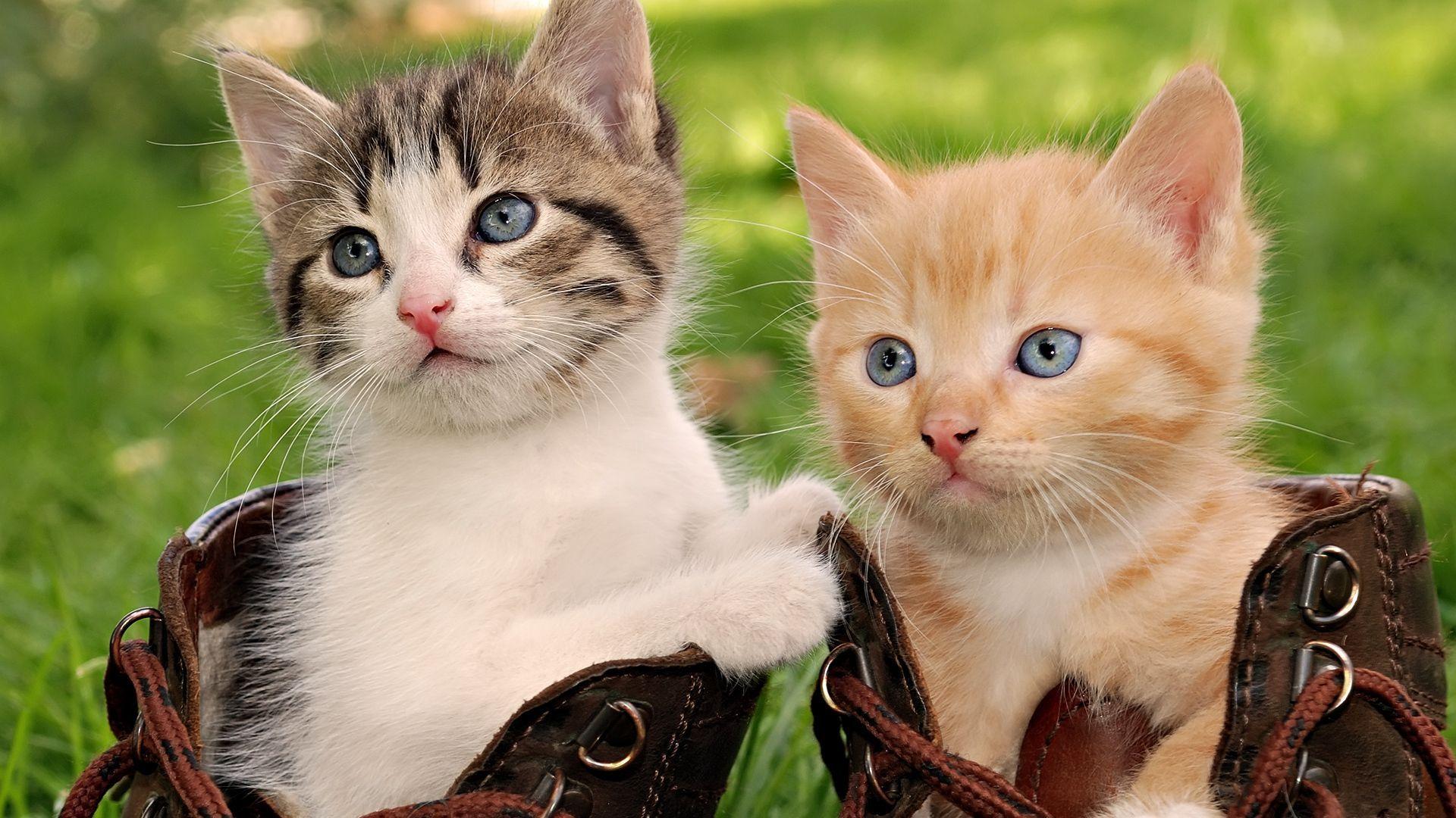 Hình nền 1920x1080 Baby Kitten Wallpaper.  Hình nền 4k
