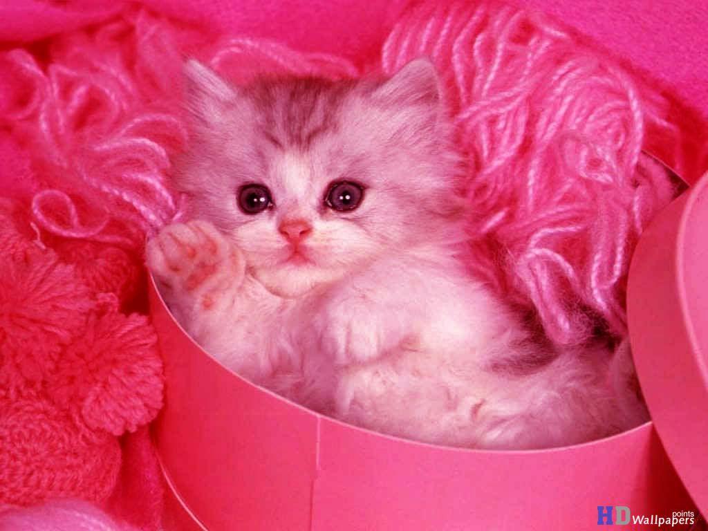 Hình nền mèo con dễ thương 1024x768