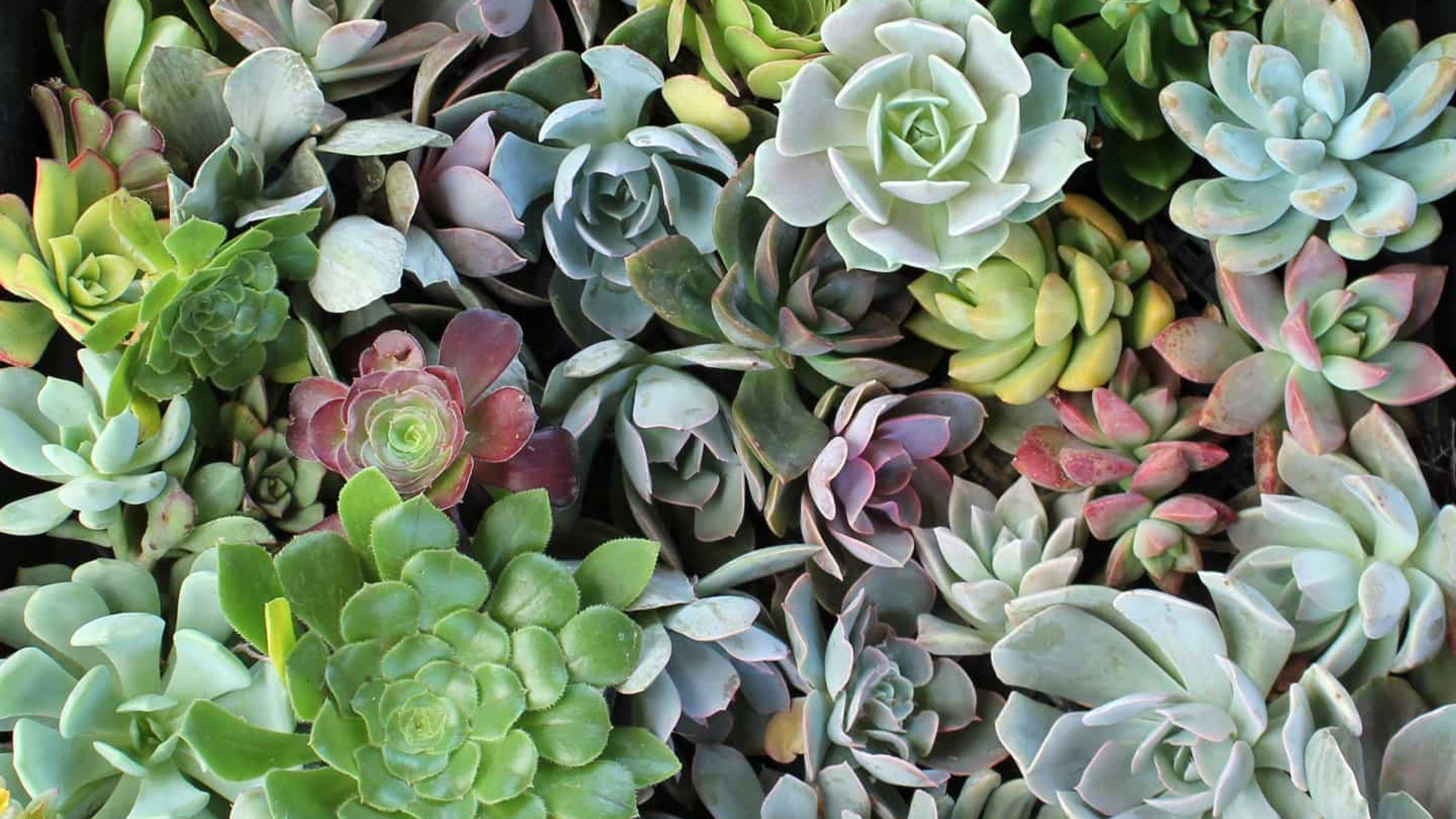 Succulent Laptop Wallpapers - Top Free Succulent Laptop Backgrounds