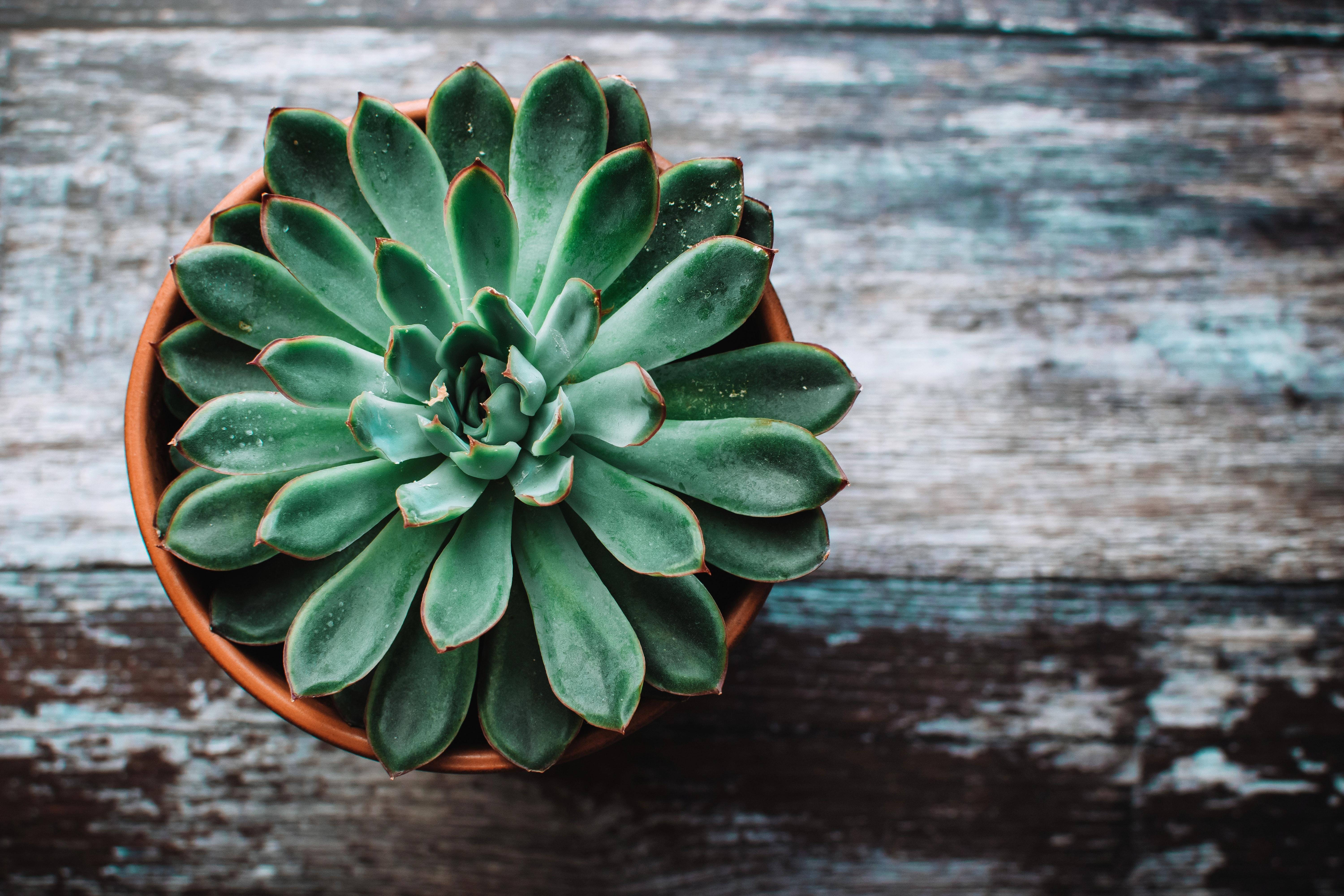 6000x4000 Succulent Wallpaper