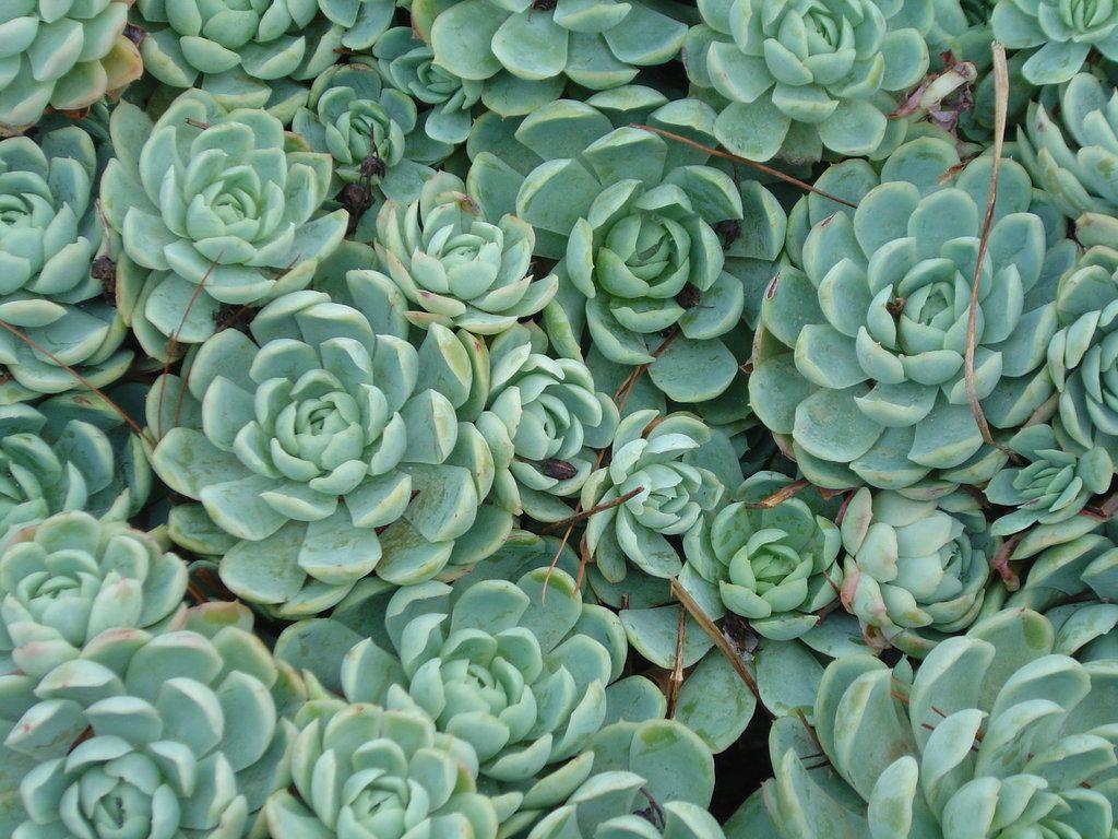 1024x768 Succulents Wallpaper. Succulents Wallpaper, Succulents Pots Wallpaper and Watercolor Succulents Wallpaper