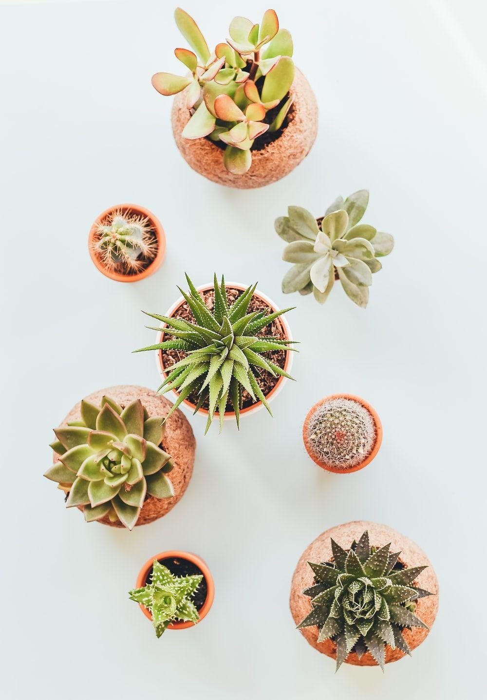 1000x1435 Succulent Picture. Download Free .com