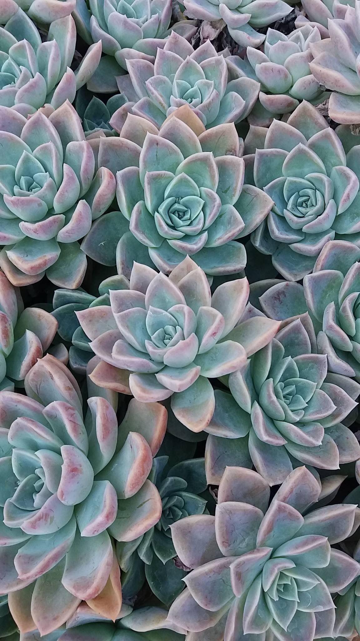1152x2048 Flower phone wallpaper, Succulents .