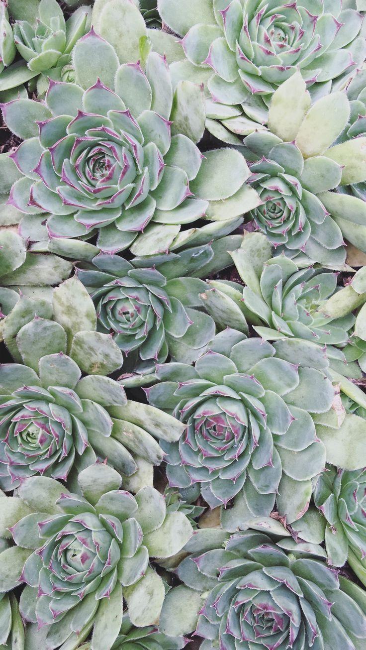 736x1306 Succulents wallpaper iphone - #iphone #Succulents #Wallpaper - #wallpaper k #free #iphone #mobile #games. Succulents wallpaper, Succulents, iPhone background