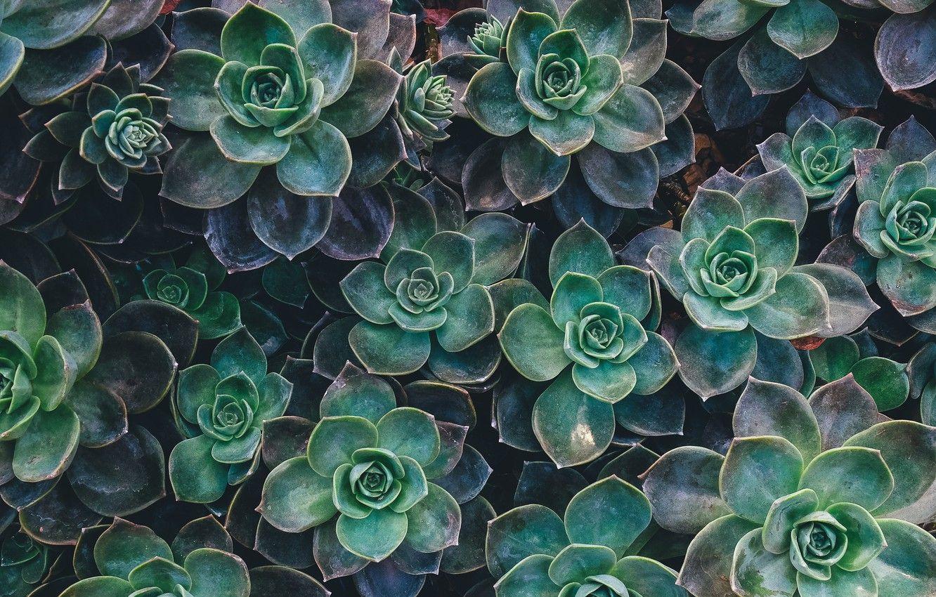 1332x850 Photo Wallpaper Flower, Background, Texture, Cactus