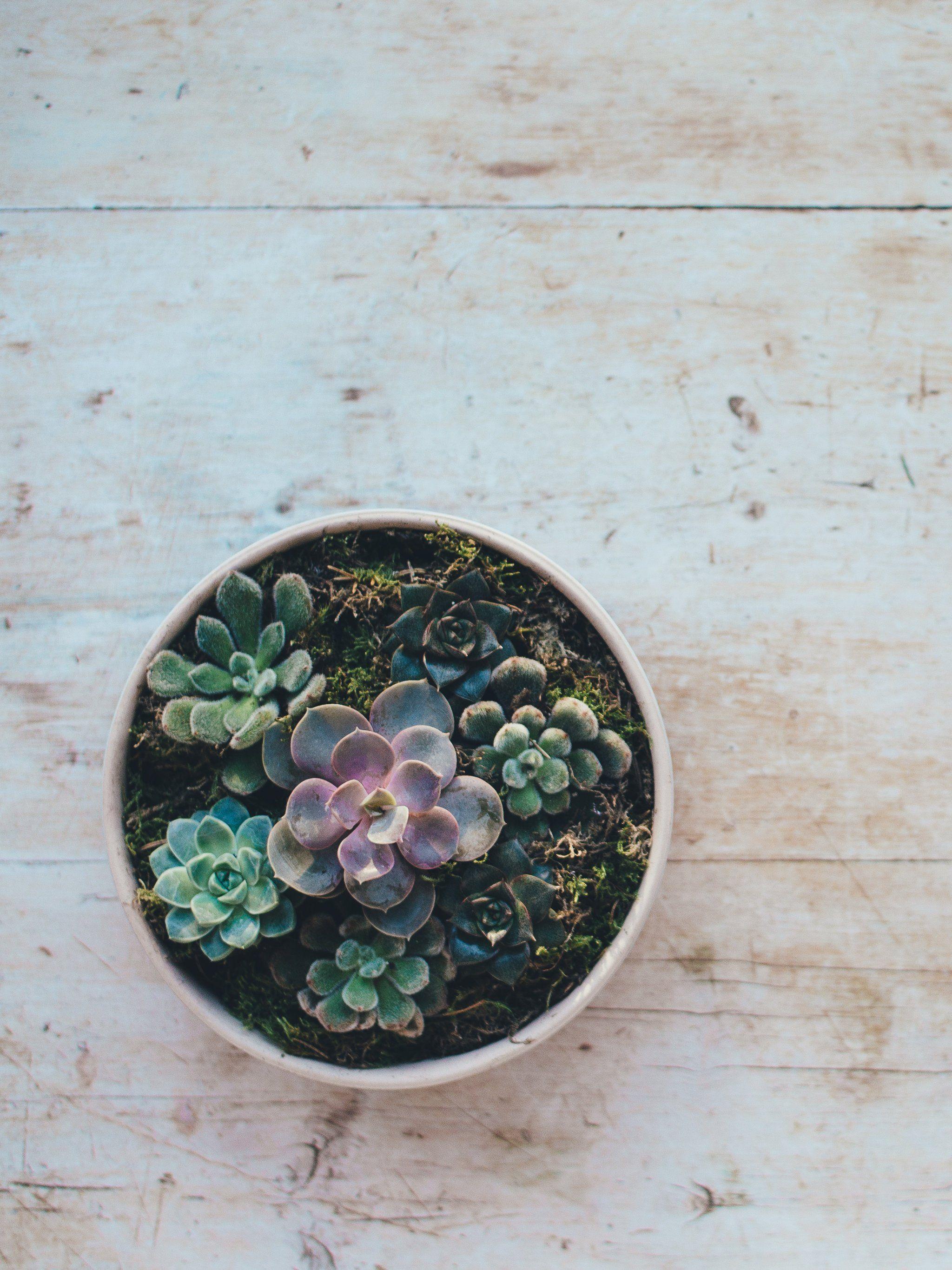 2048x2732 Cactus Succulent Wallpaper, Android & Desktop Background
