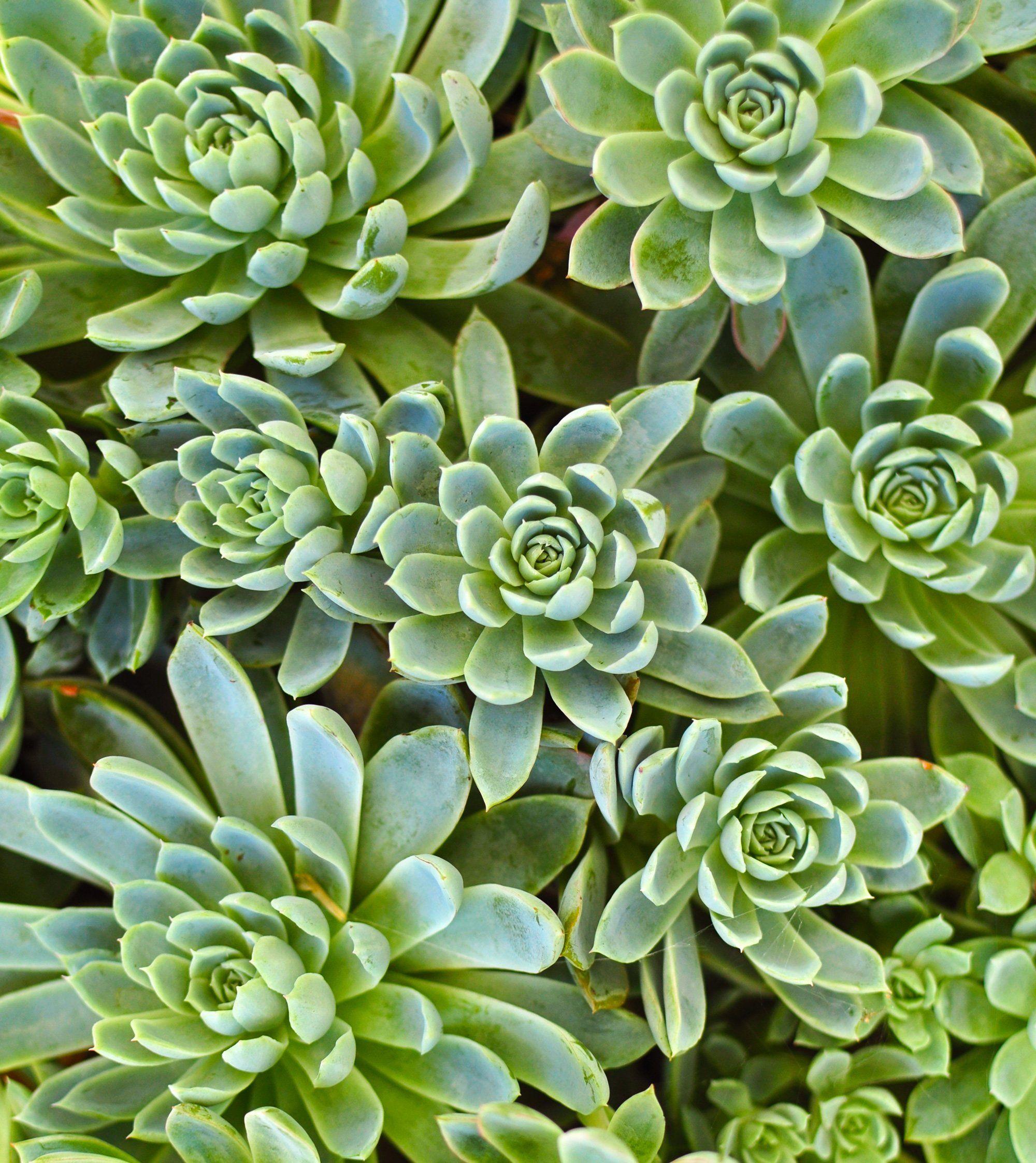 2000x2246 Overgrowth Green Succulents 2001106