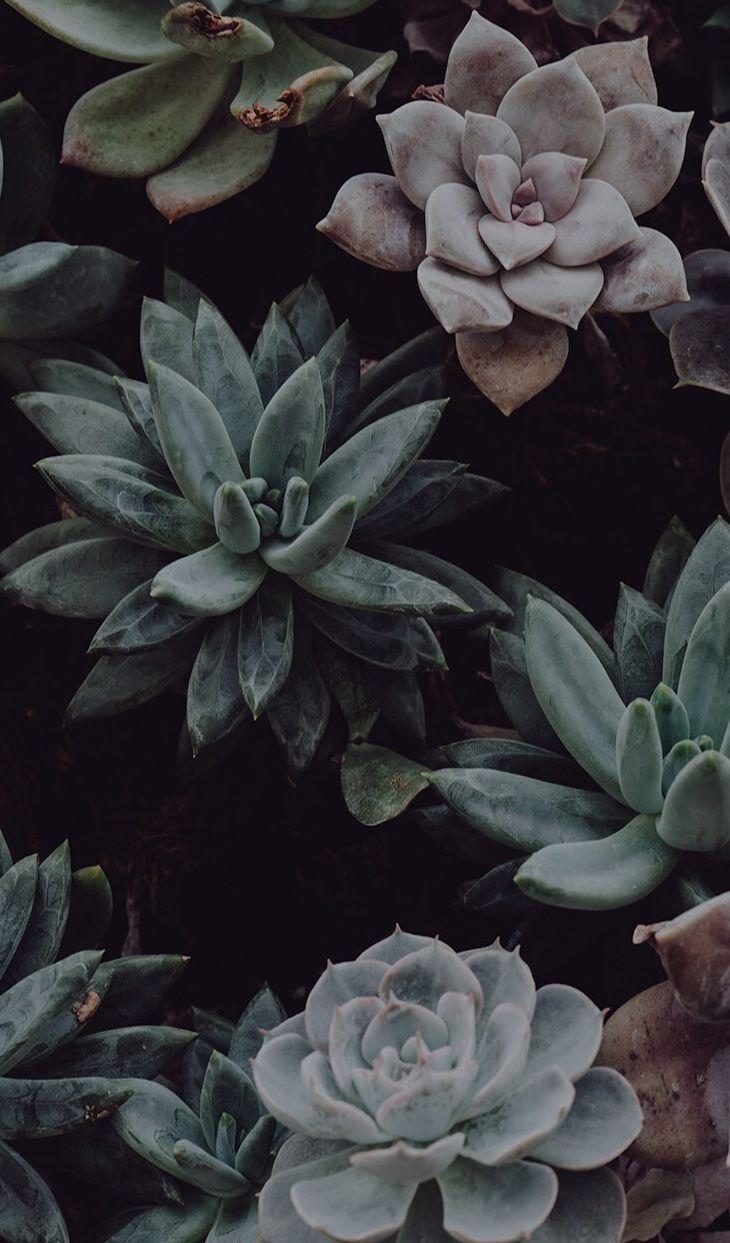 730x1243 Wallpaper. Succulents wallpaper, Plant wallpaper, Nature wallpaper