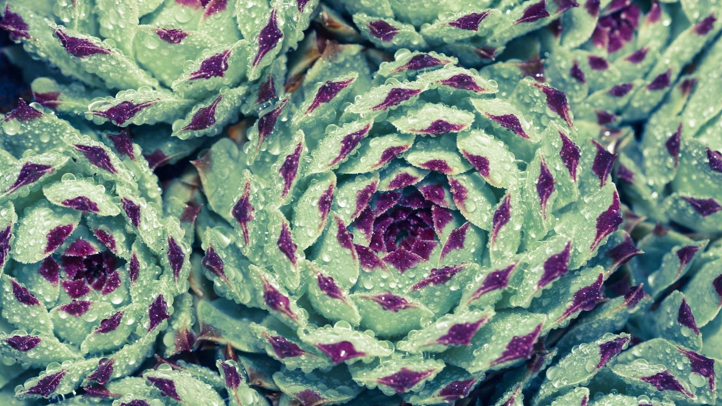2400x1350 Succulent Wallpaper. Succulent Garden Wallpaper, Succulent Wallpaper Doodle and Succulent Bouquet Wallpaper