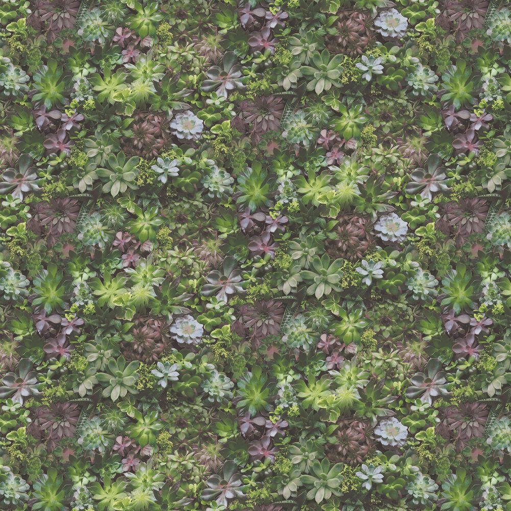 1000x1000 Succulents by Galerie Green and Pink : Wallpaper Direct