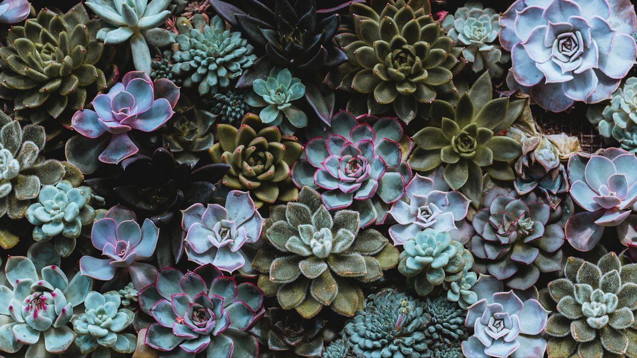 1280x720 Wallpaper succulents, plant, domestic plant hd, picture, image