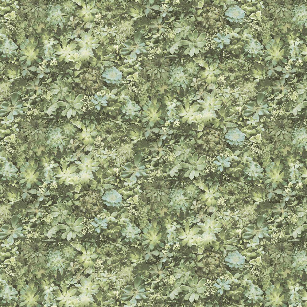 1000x1000 Succulents by Galerie : Wallpaper Direct