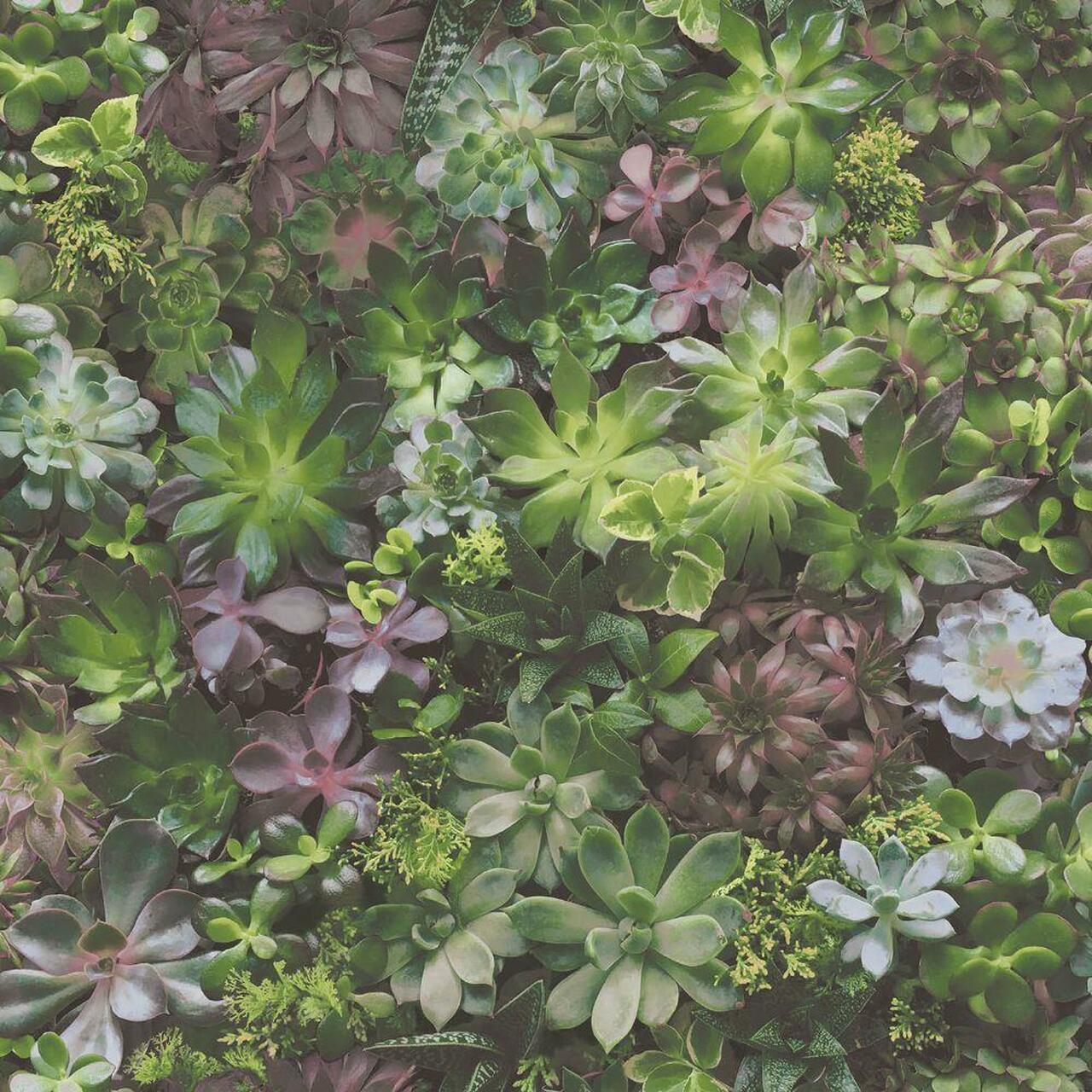 1280x1280 Galerie Evergreen Succulents Wallpaper / Lilac