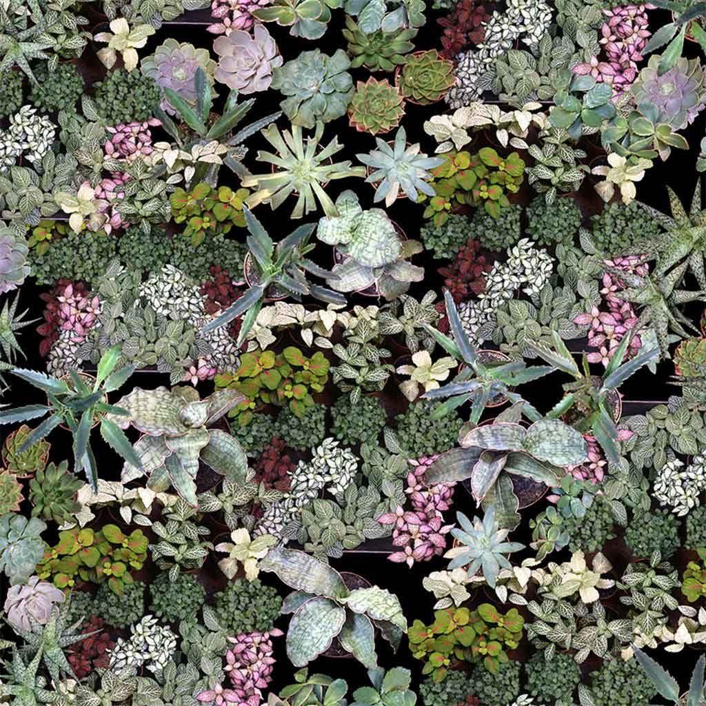 1024x1024 Surreal Succulents Wallpaper by Ella Doran in Wallpaper