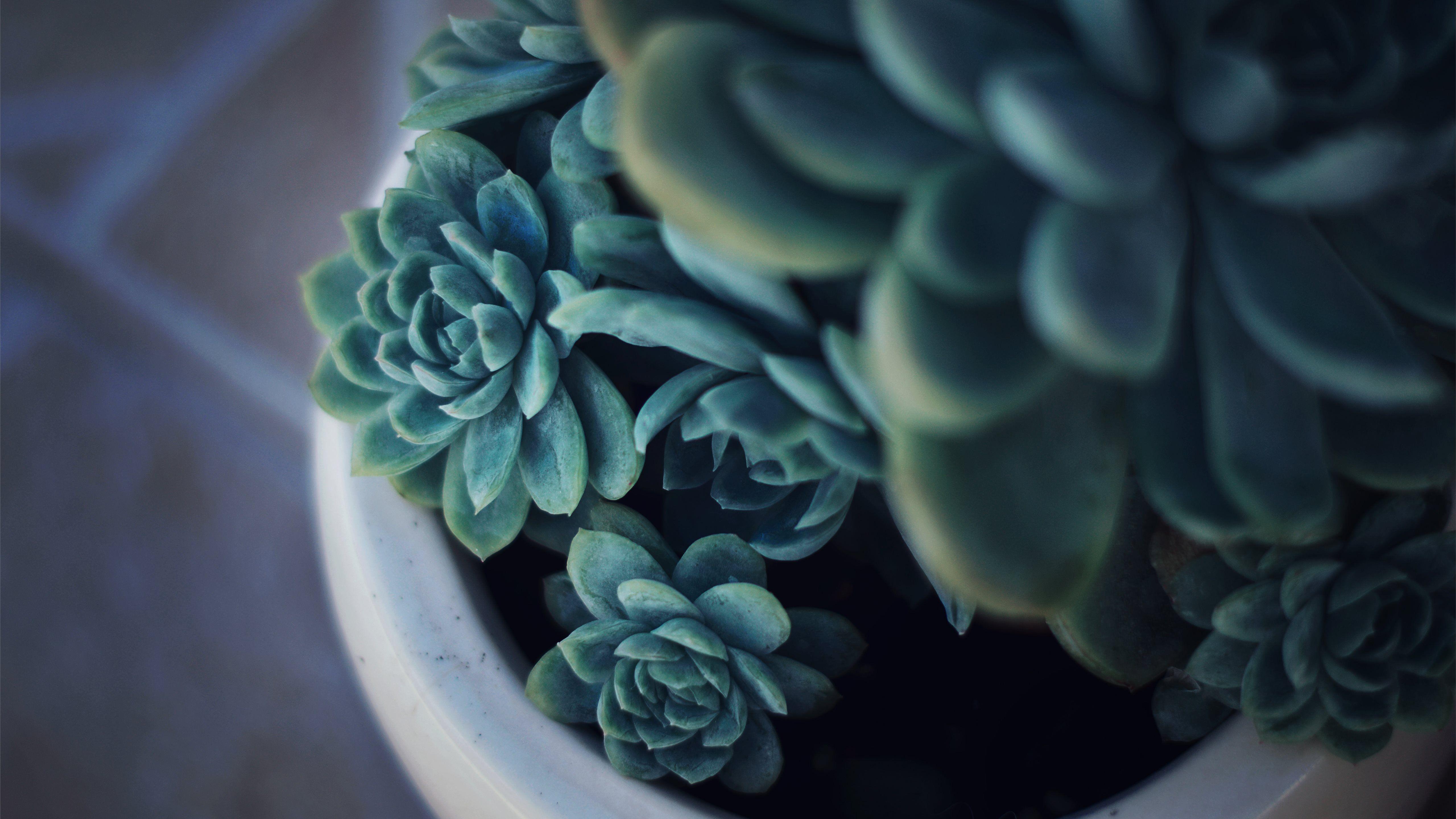5120x2880 Baby succulents MacBook Pro Wallpaper Download