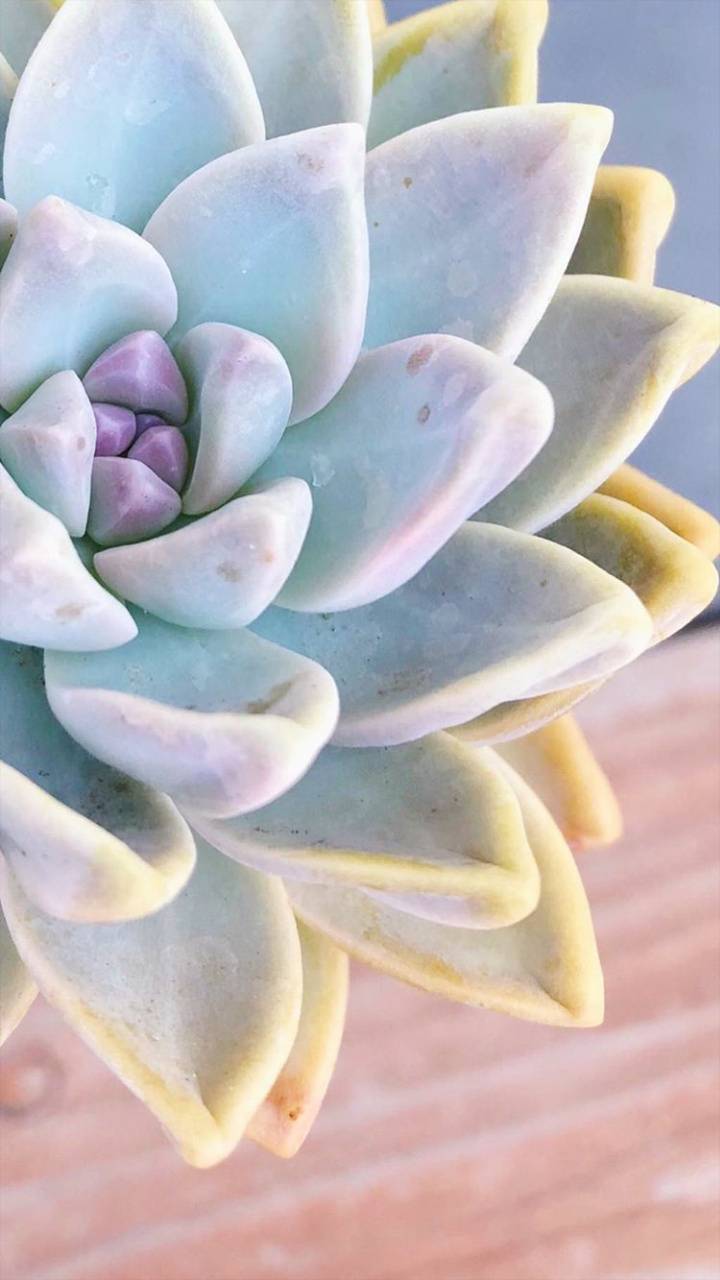 720x1280 Succulents wallpaper