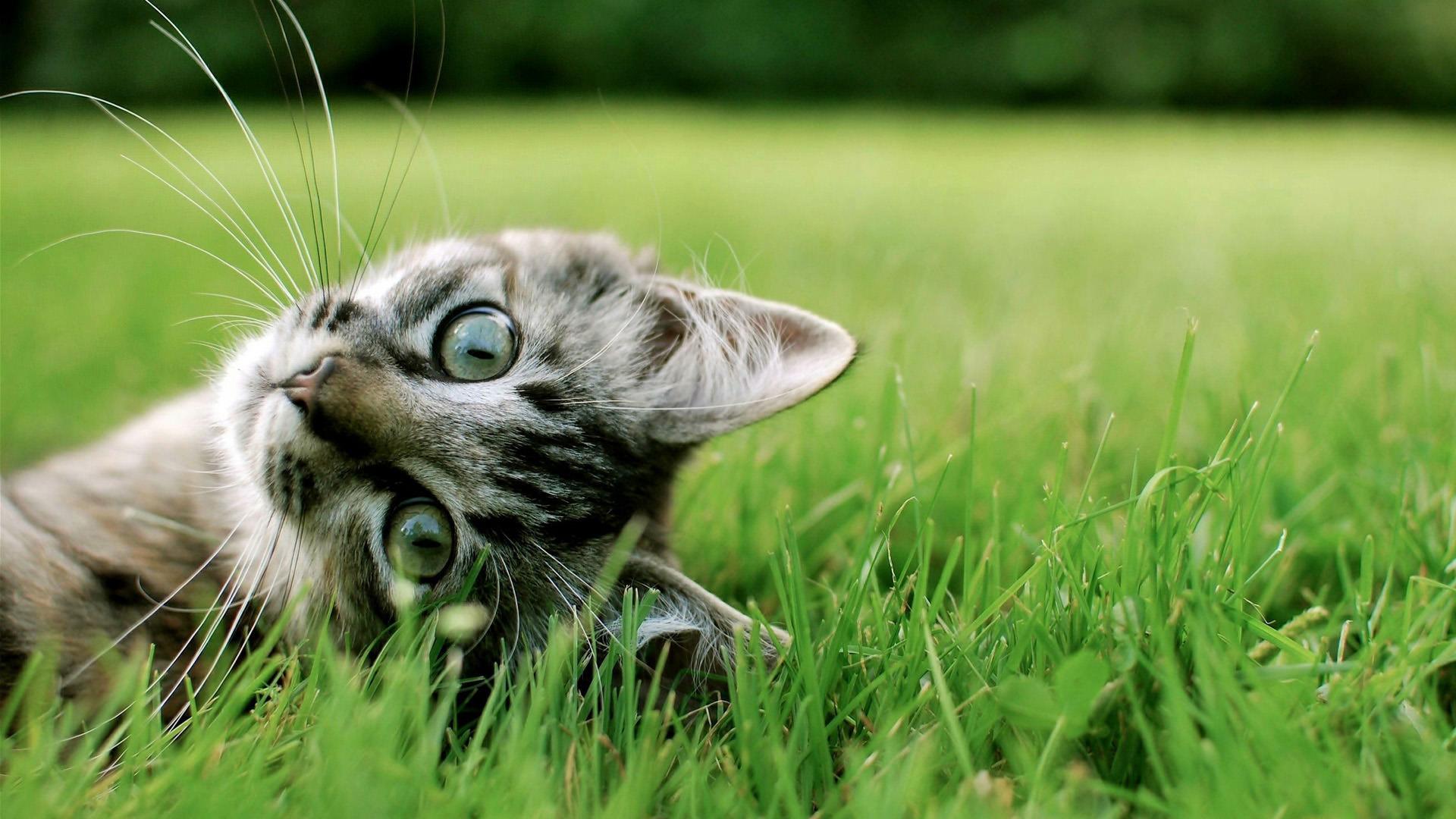 1920x1080 Cats Kitten Wallpaper Hình nền tuyệt vời.  Độ phân giải cao