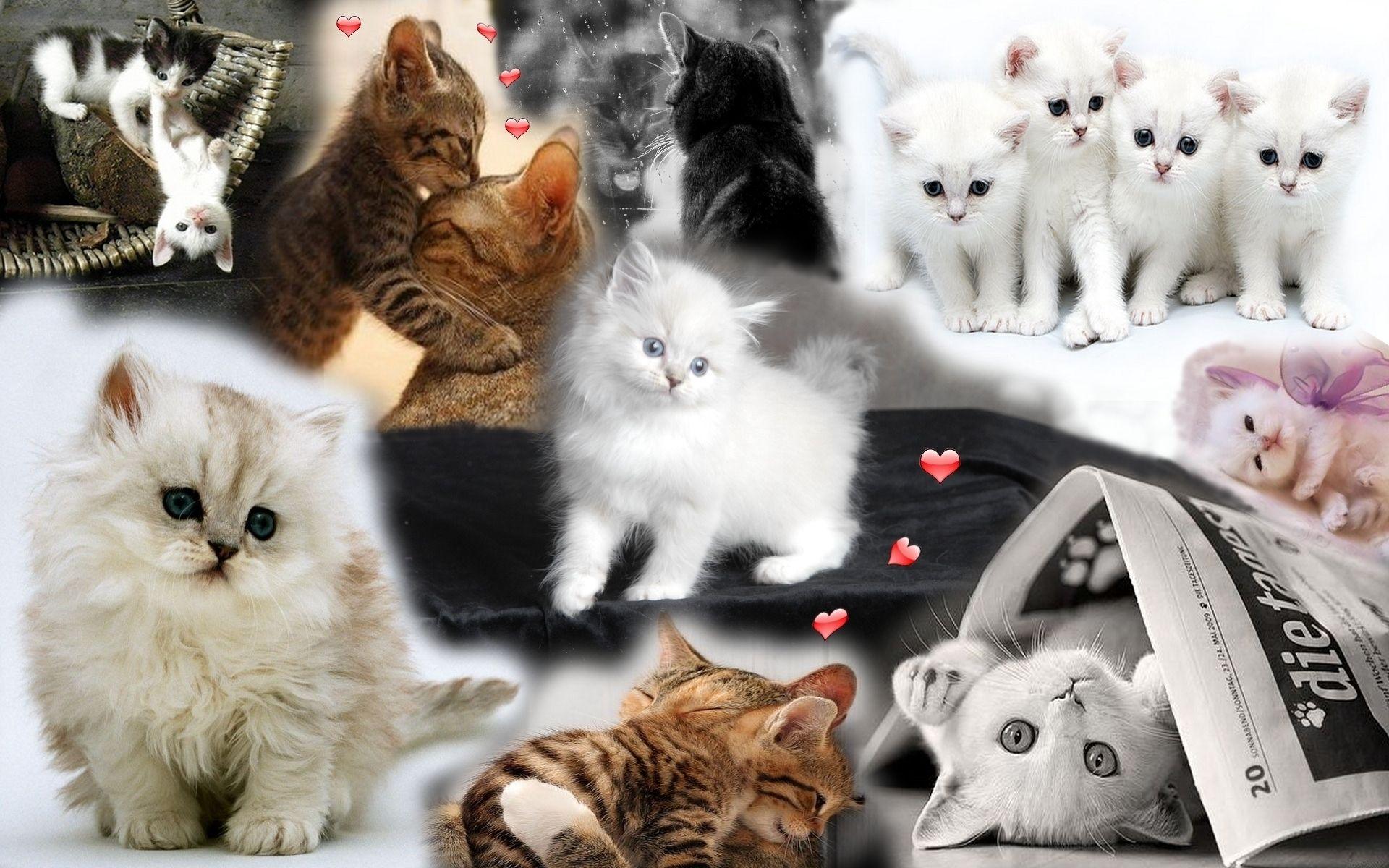 1920x1200 Hình nền Mèo con dễ thương