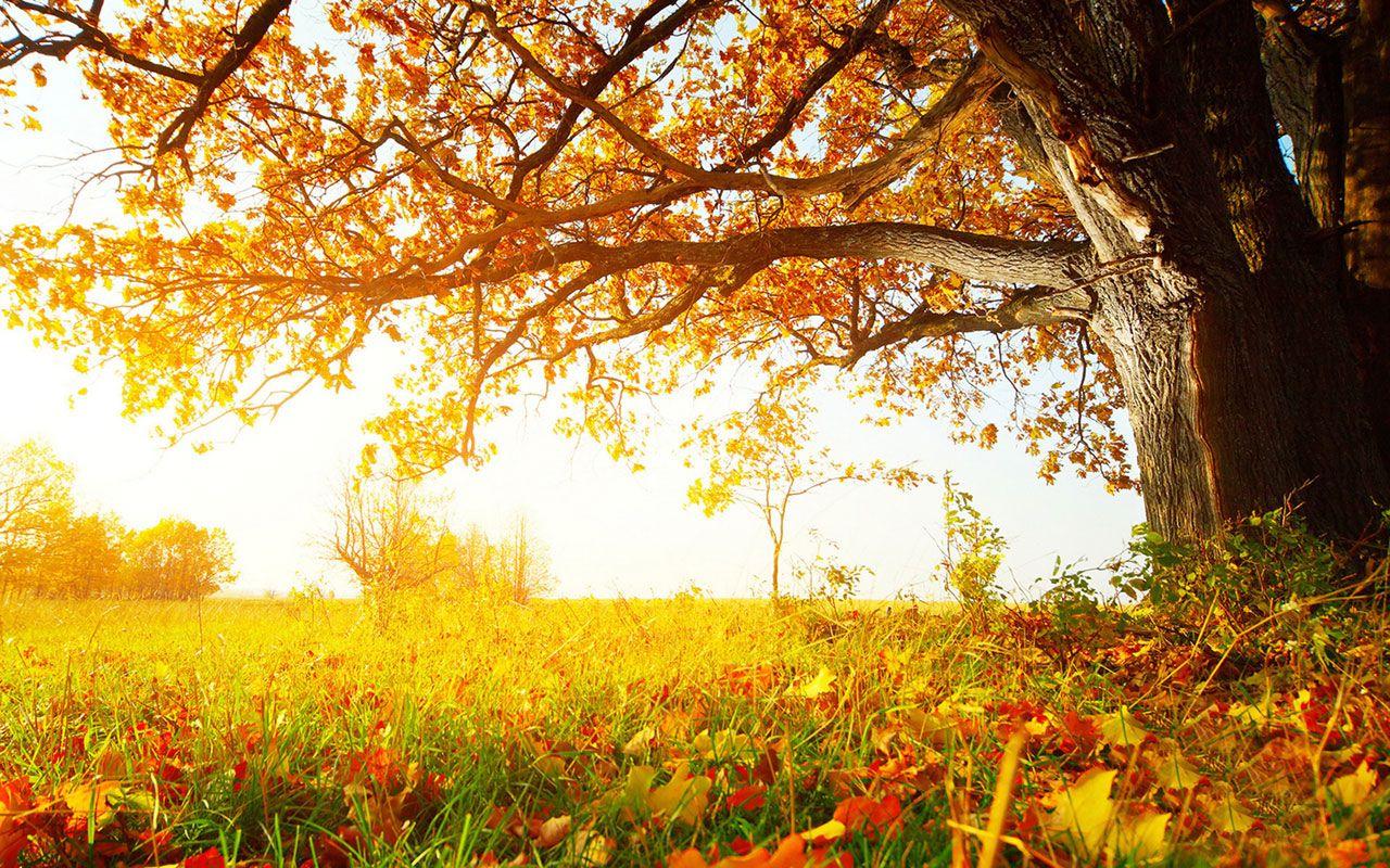 1280x800 Drunk beautiful late autumn the charming landscape photography