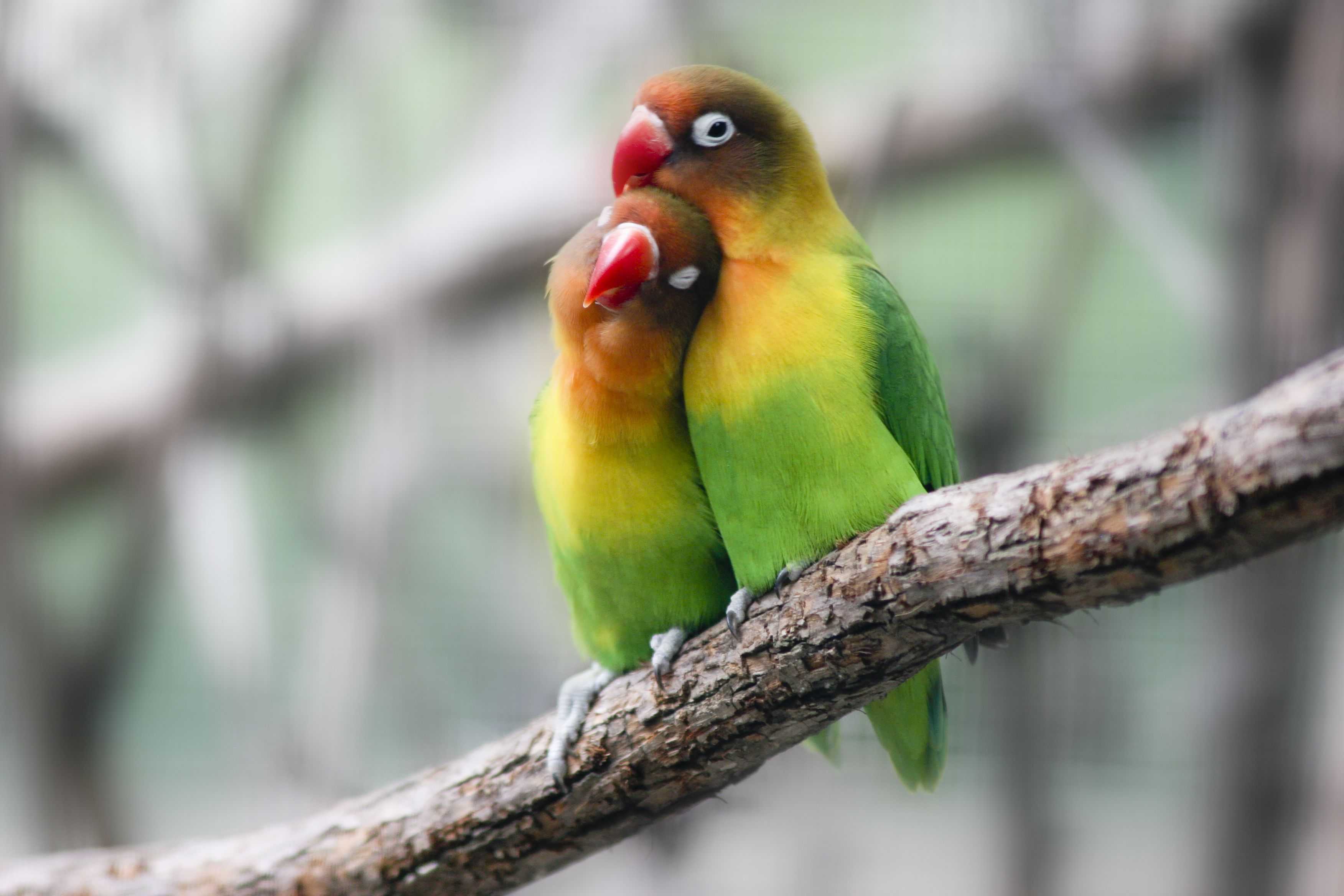 3504x2336 Wallpaper Lovebird
