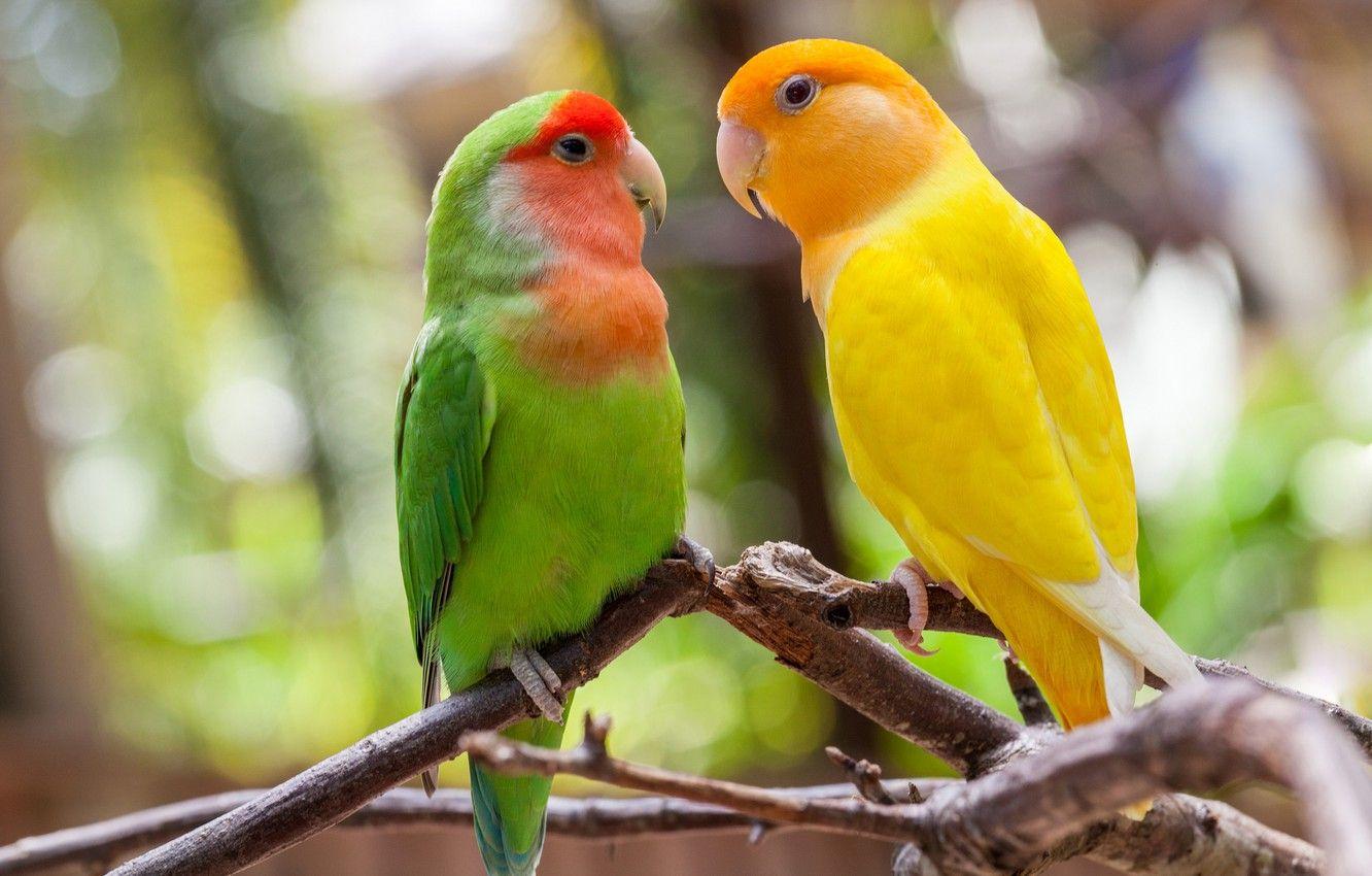1332x850 Wallpaper birds, branches, parrots, a couple, lovebird image for desktop, section животные