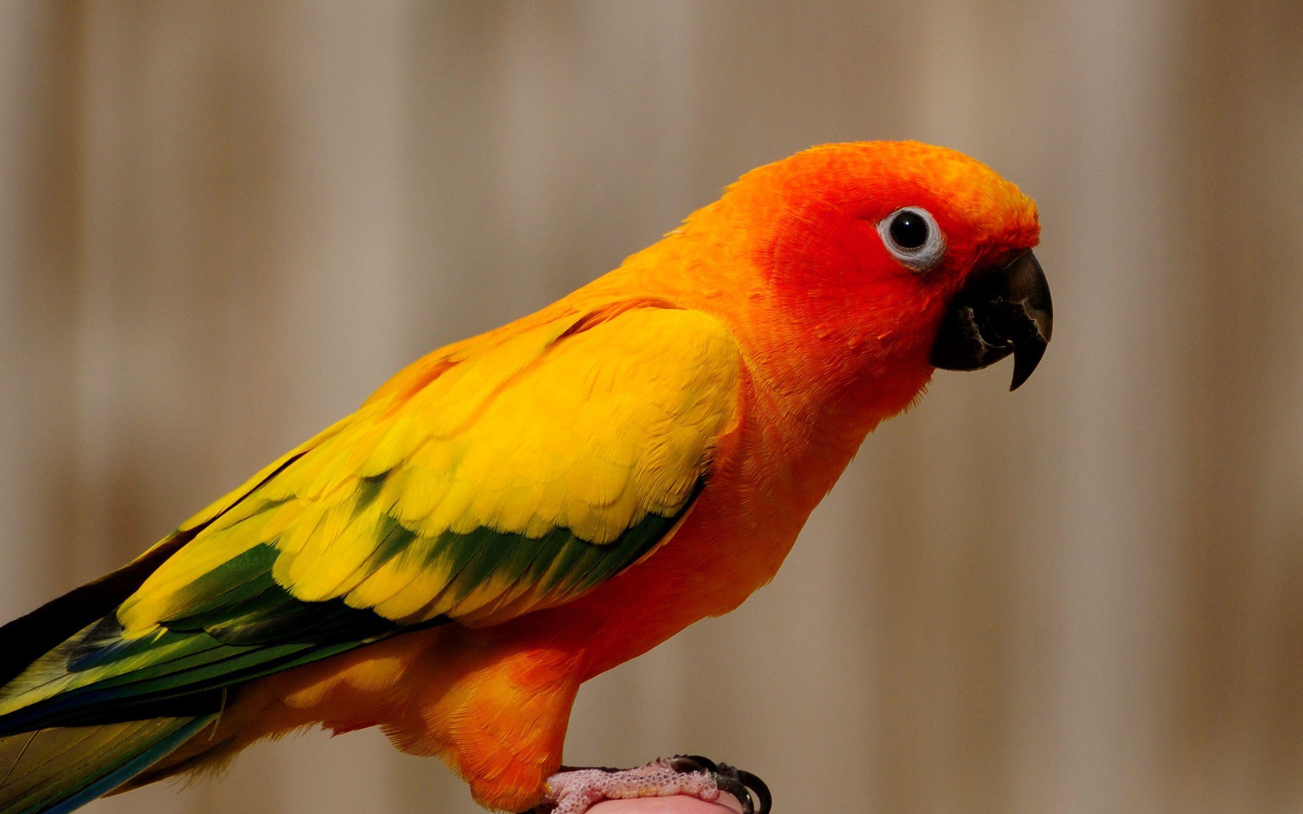 2560x1600 Free download Lovebird Wallpaper 1214508 Litle Pups [2560x1600] for your Desktop, Mobile & Tablet. Explore Lovebird Wallpaper. Free Love Wallpaper, Free Bird Wallpaper, York Lovebirds Wallpaper