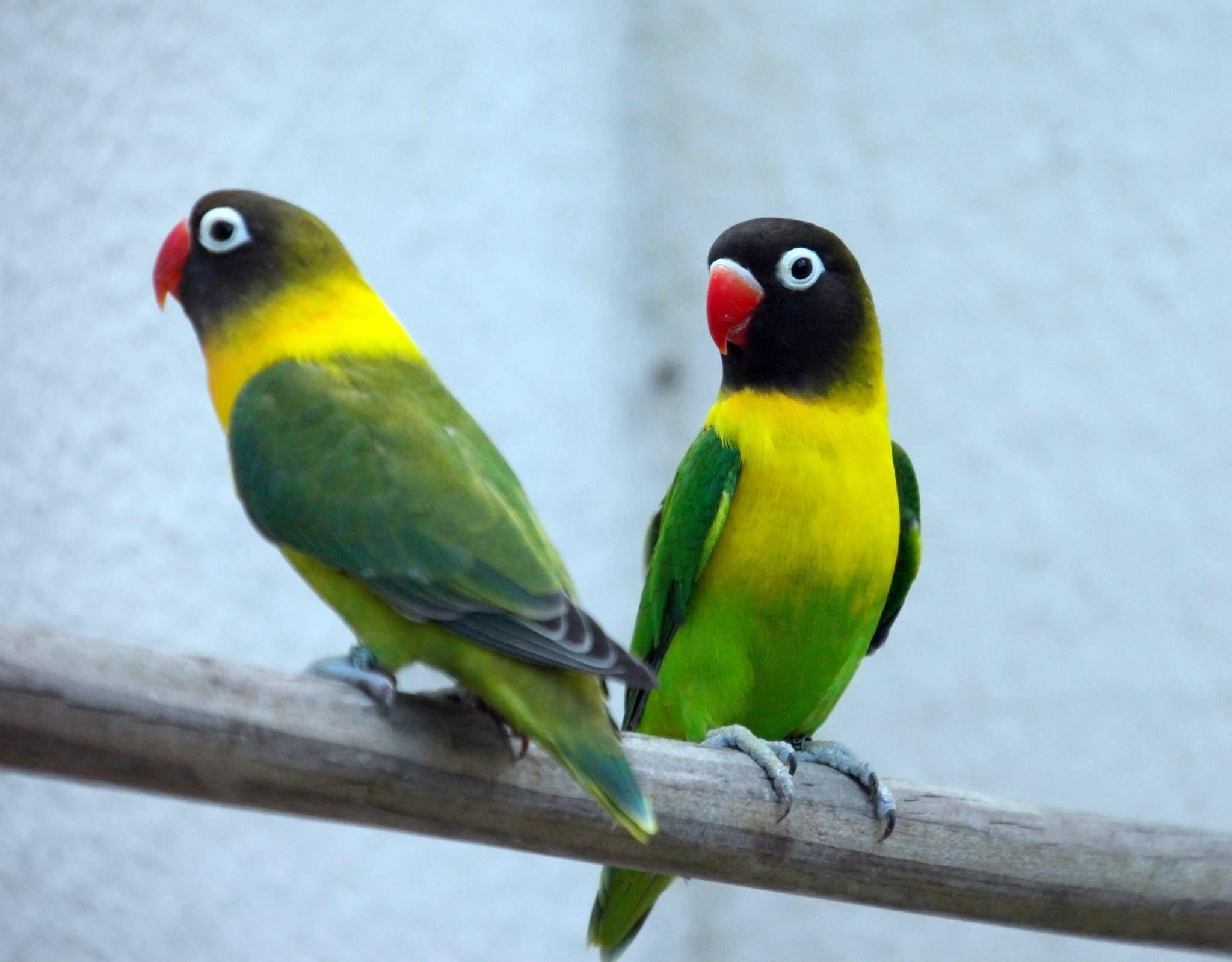 2048x1599 Love Bird Wallpaper