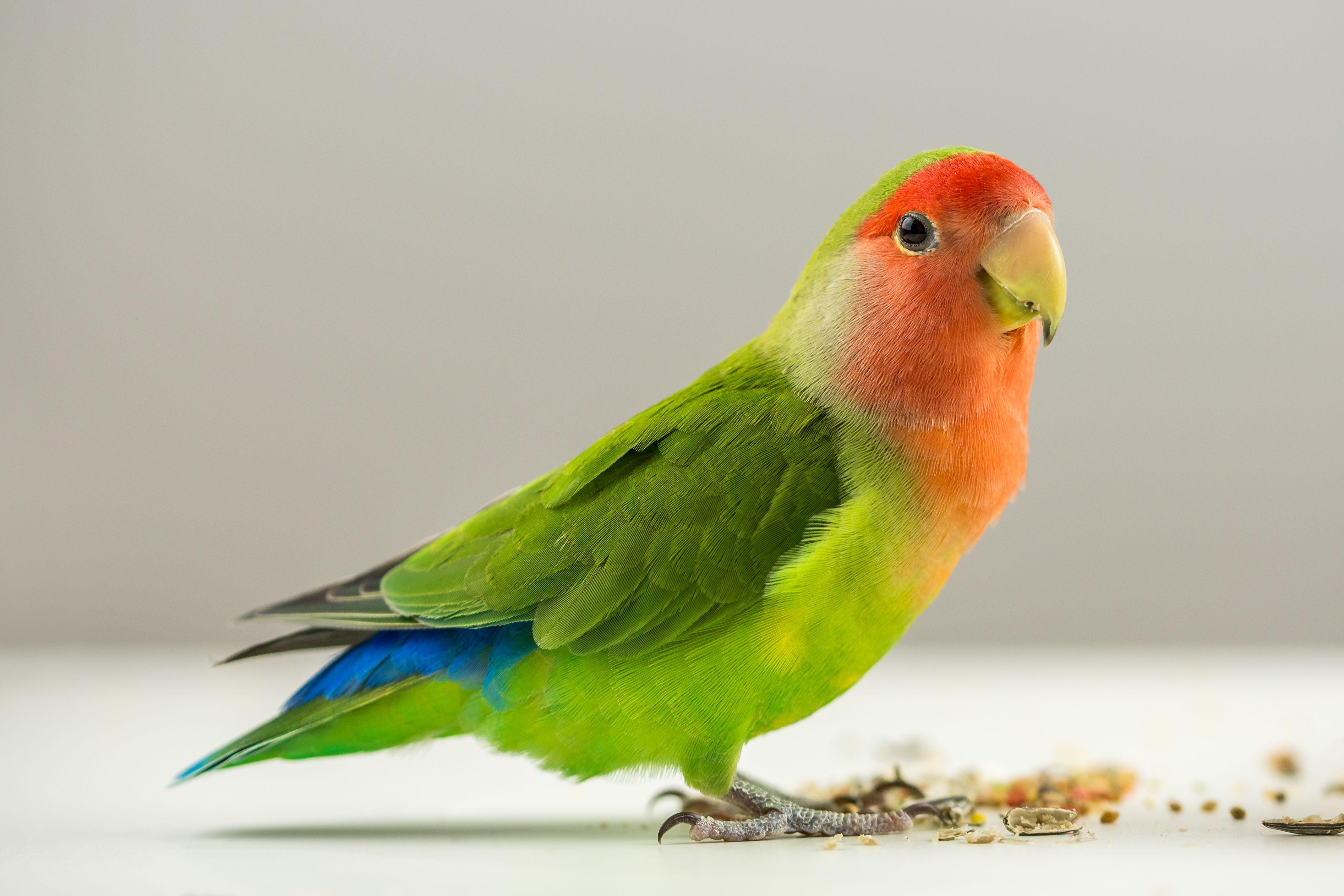 4278x2852 Lovebird Wallpaper. Lovebird Wallpaper, Lovebird Background and