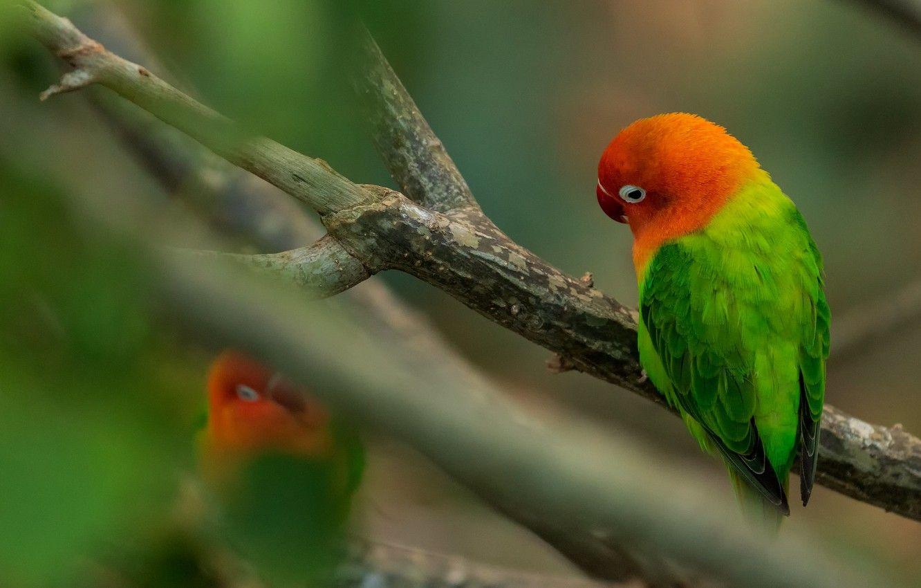 1332x850 Wallpaper Birds, Background, Blur, Branch, Parrot, Parrots, A Couple, Parrots, Lovebird, Rosy Cheeked Lovebird Image For Desktop, Section животные