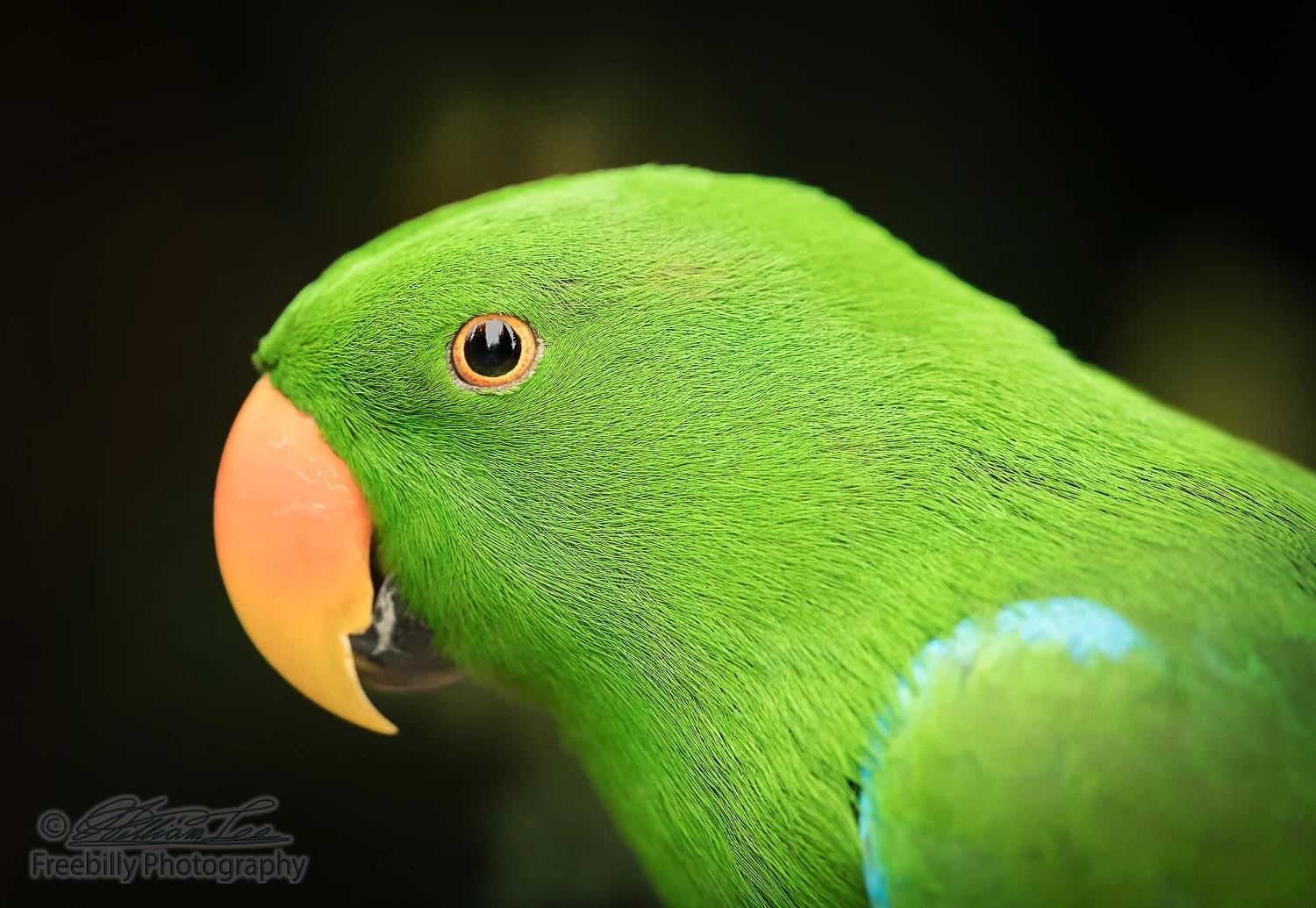 1500x1035 Green Parrot With Orange Peak HD Wallpaper Wallpaper & Background Download