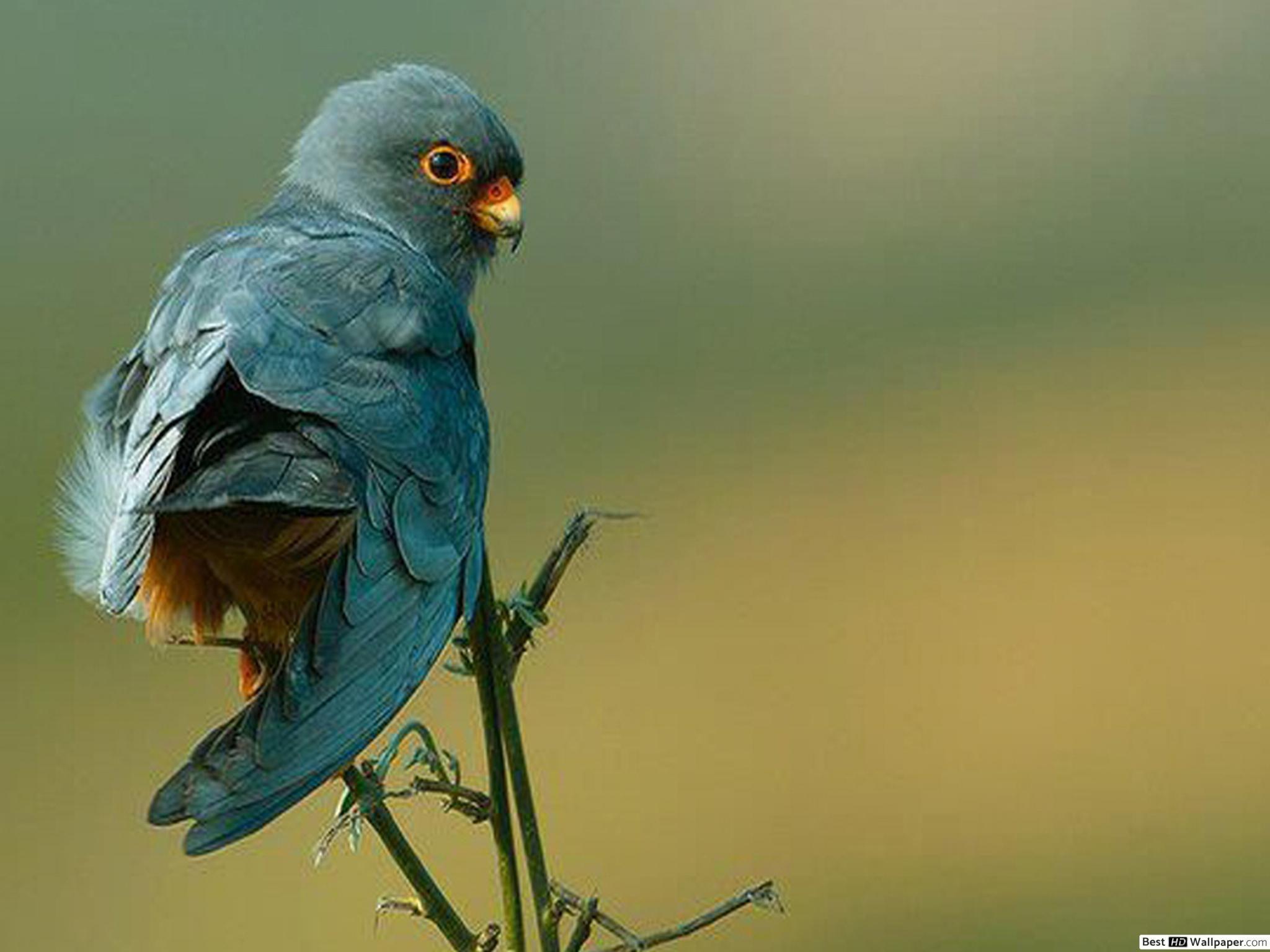 2048x1536 Love Bird HD wallpaper download