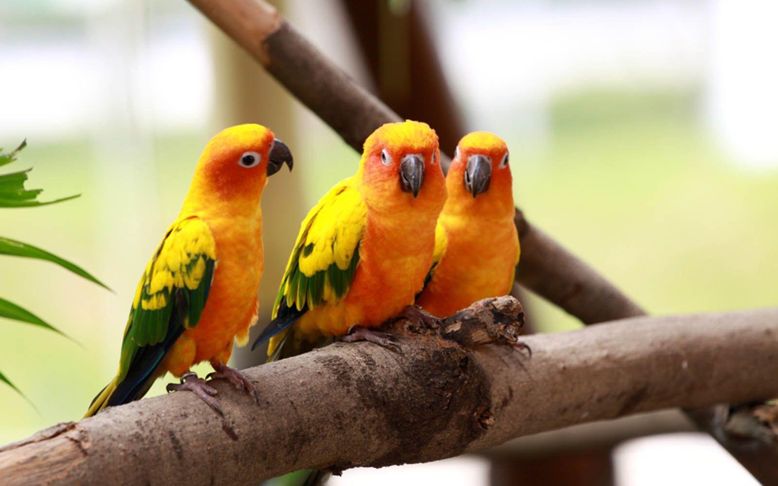 1600x1000 Wallpaper Lovebird Colorful Love Bird's