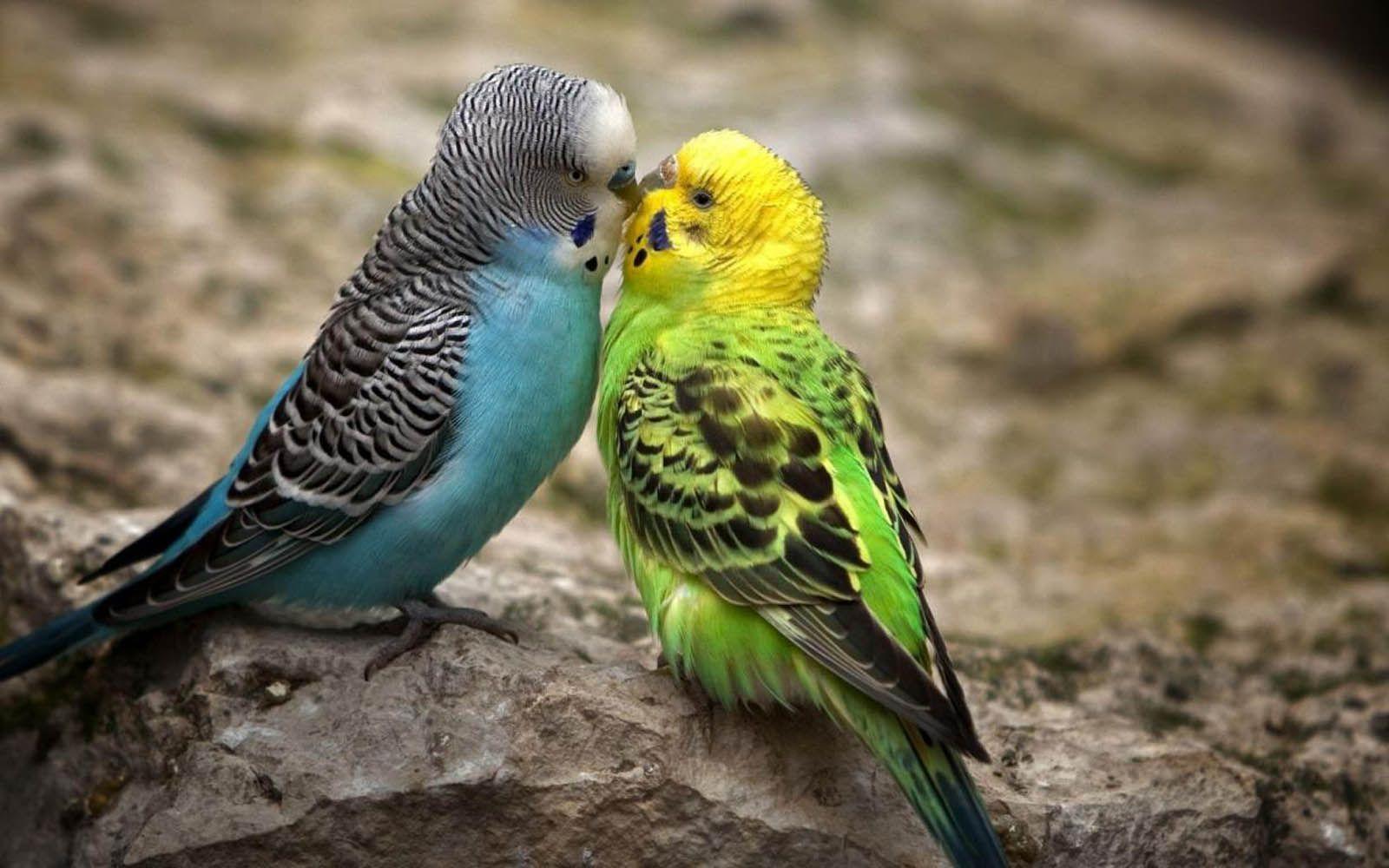 1600x1000 Desktop HD isak lovebird wallpaper