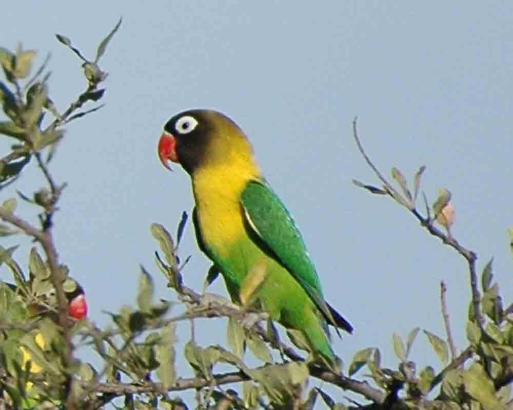 1000x800 Lovebird Wallpaper