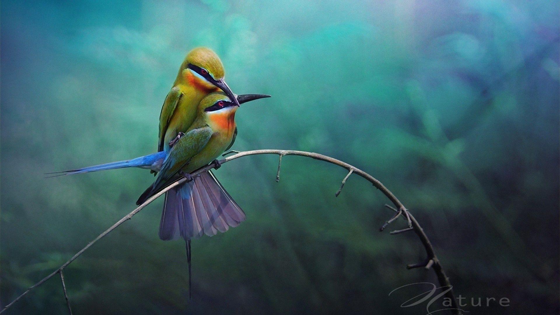 1920x1080 Love Bird Wallpaper