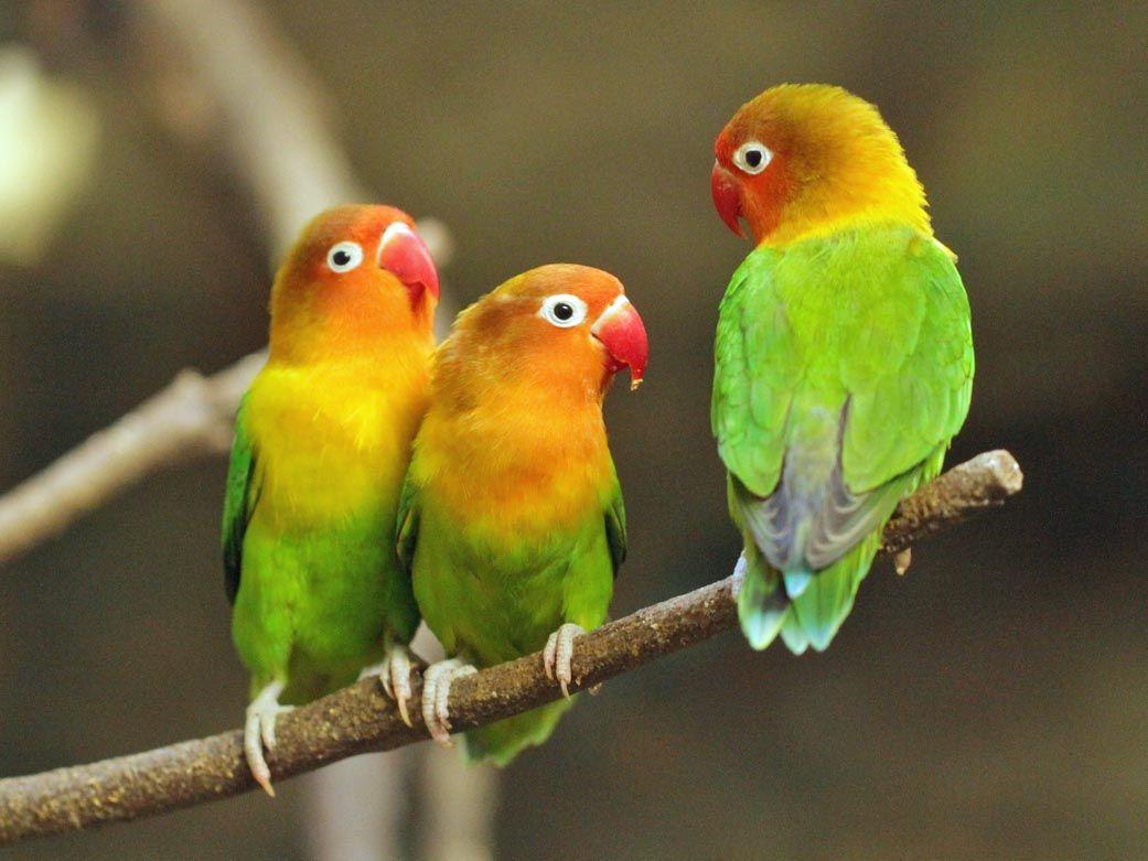 1041x781 Free download Lovebird Wallpaper [1041x781] for your Desktop, Mobile & Tablet. Explore Lovebird Wallpaper. Free Love Wallpaper, Free Bird Wallpaper, York Lovebirds Wallpaper