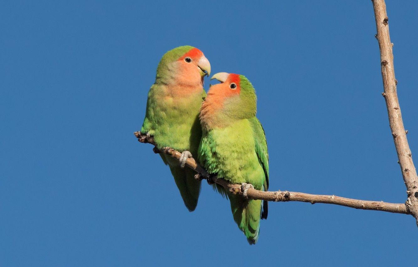 1332x850 Wallpaper Birds, Pair, Parrots, Rosy Cheeked Lovebird Image For Desktop, Section животные