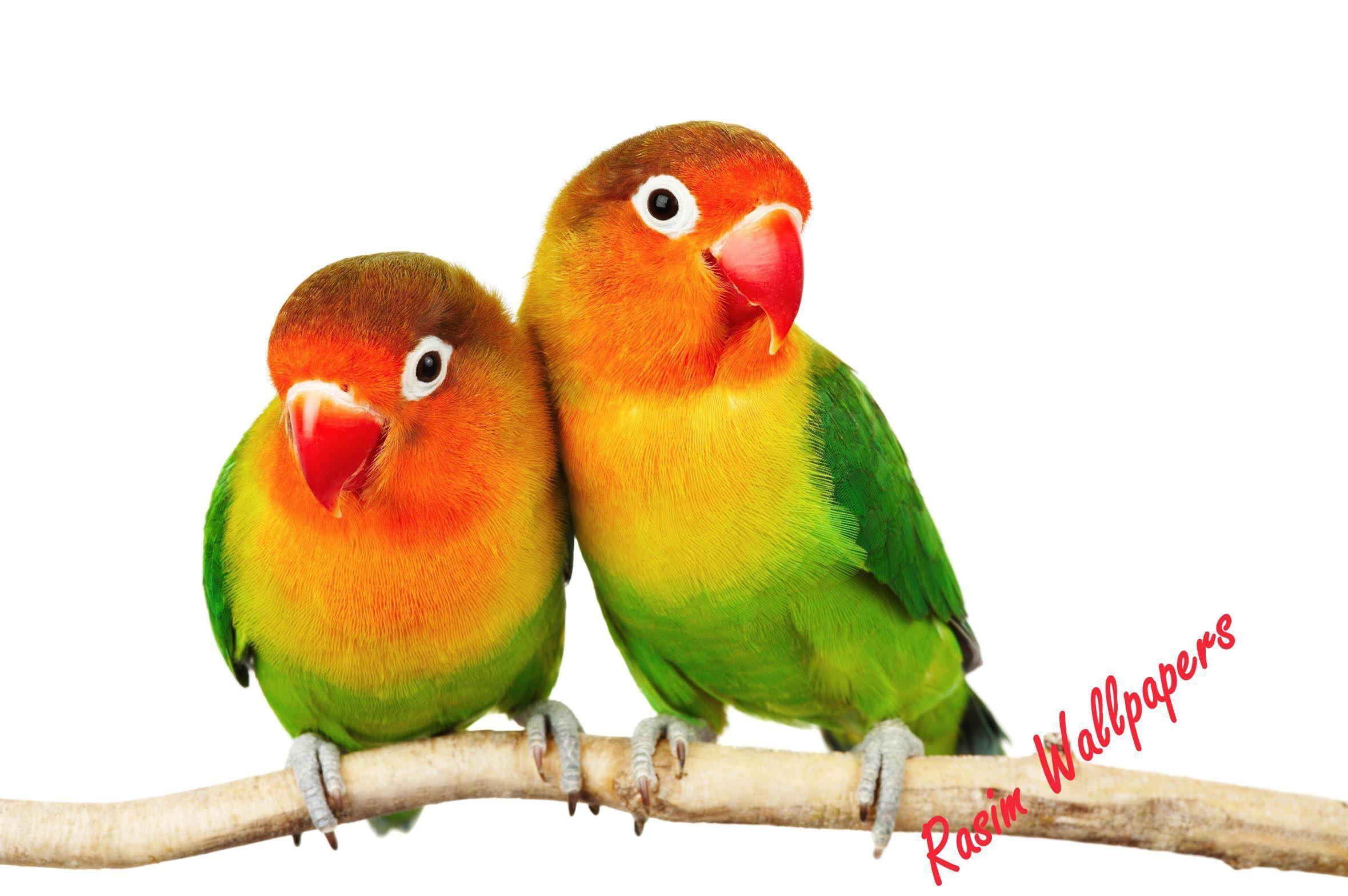 2359x1568 Love Bird Wallpaper