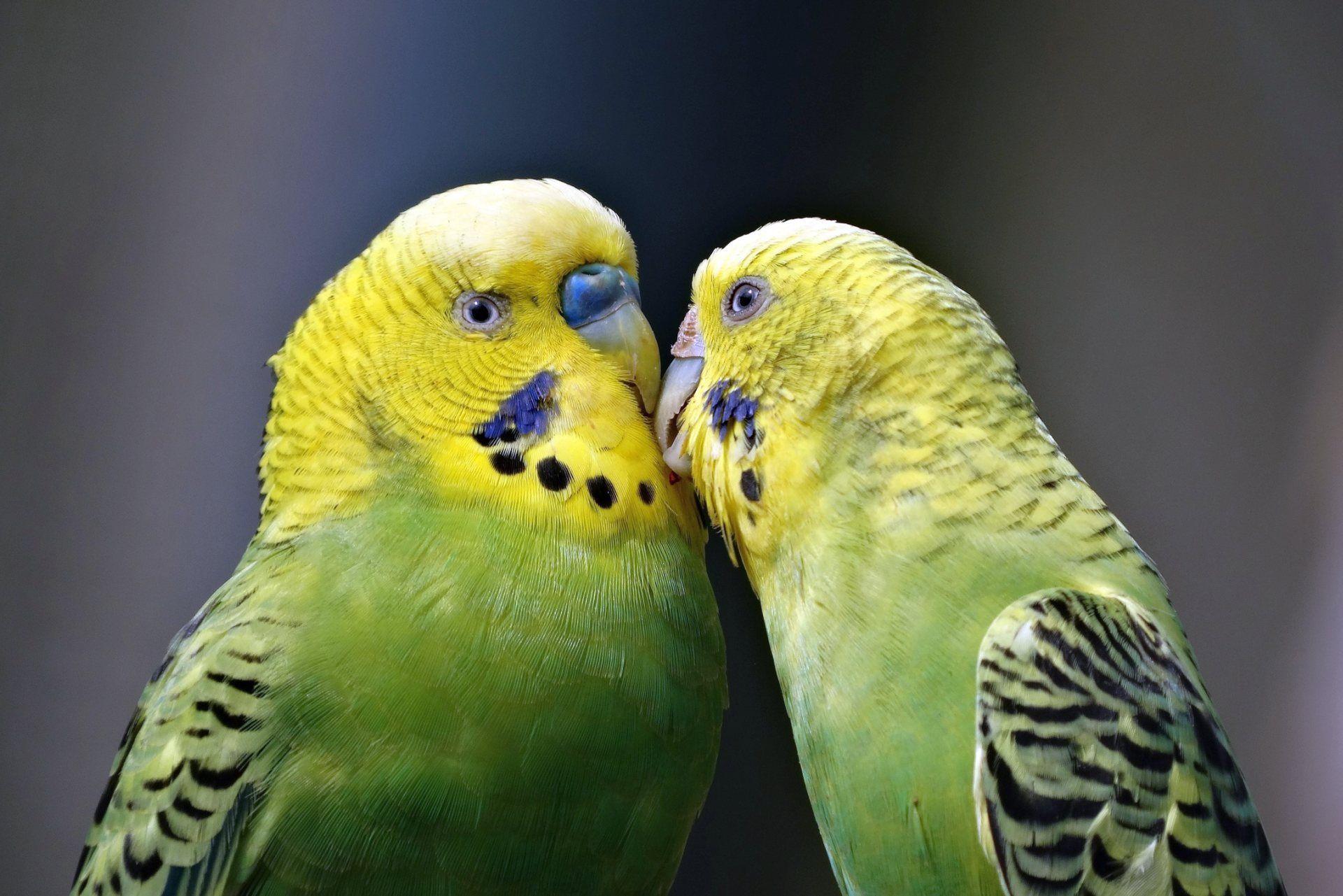 1920x1281 Sweet Yellow Green Love Bird Wallpaper 1920p Green Love Birds