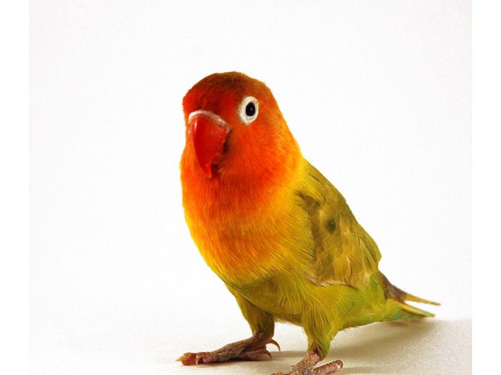 1024x768 Free download lovebird Wallpaper Download The Fischer s lovebird Wallpaper [1024x768] for your Desktop, Mobile & Tablet. Explore Lovebird Wallpaper. Free Love Wallpaper, Free Bird Wallpaper